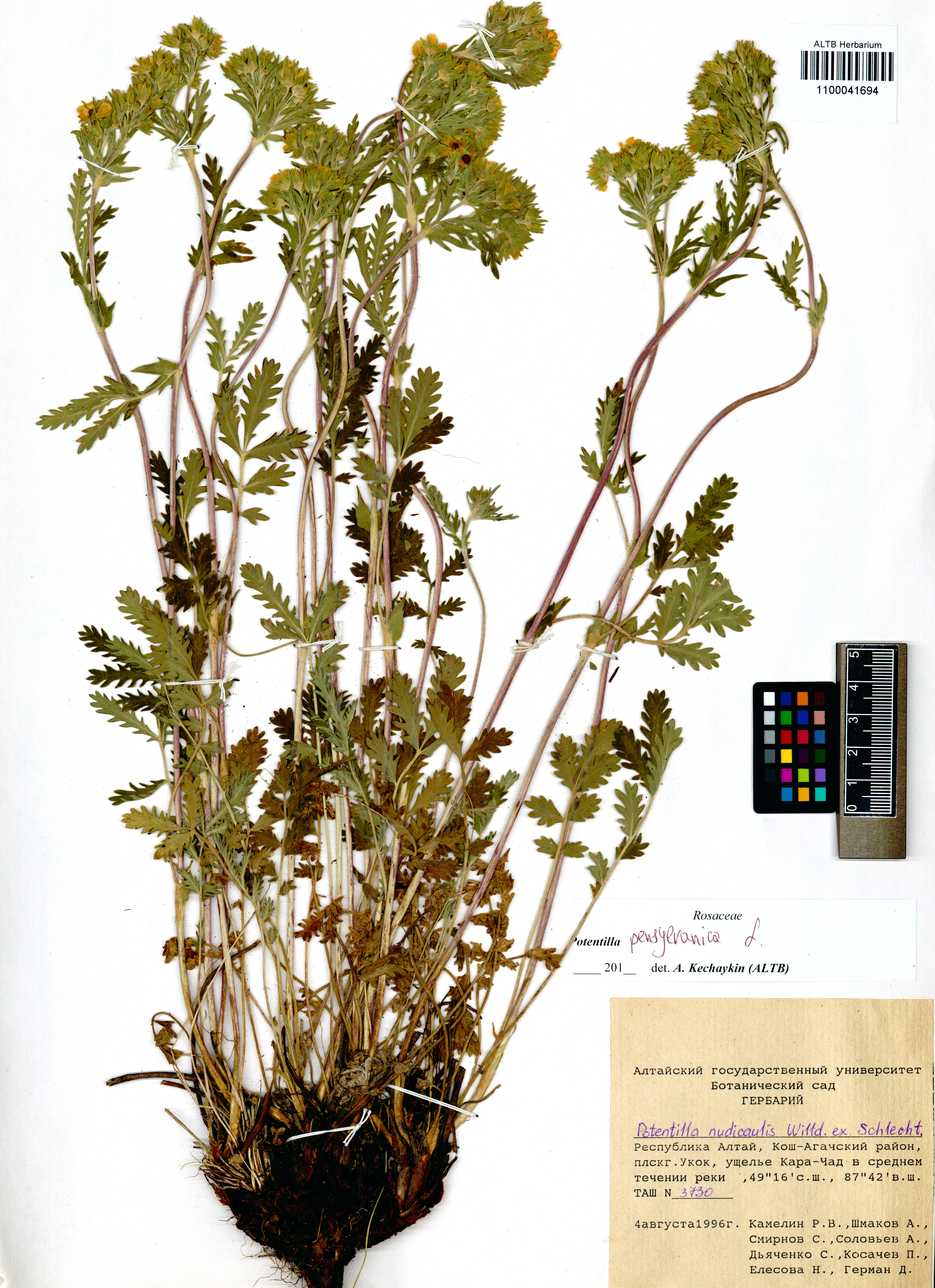 Potentilla pensylvanica L.