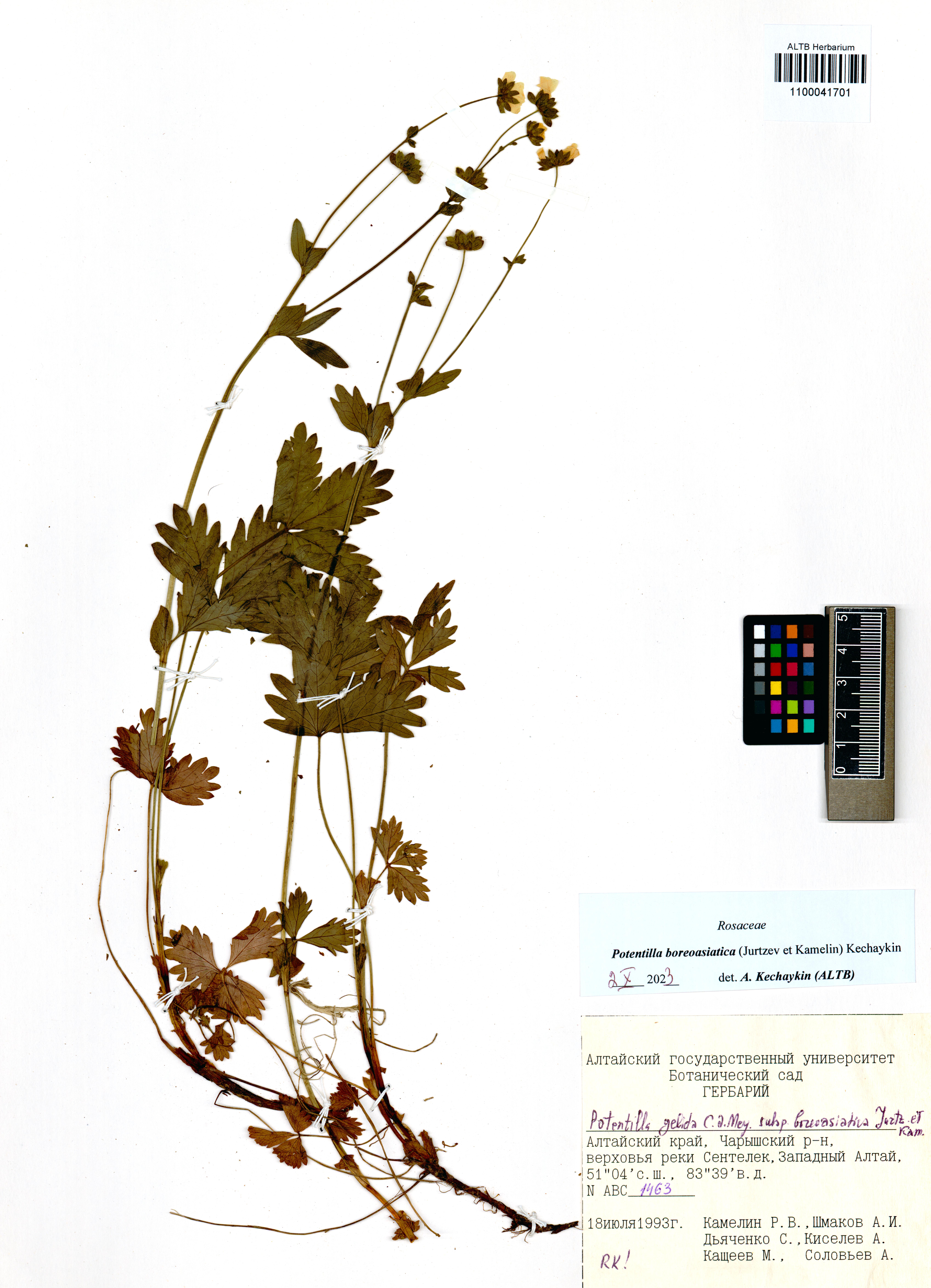 Potentilla boreoasiatica (Jurtzev et Kamelin) Kechaykin