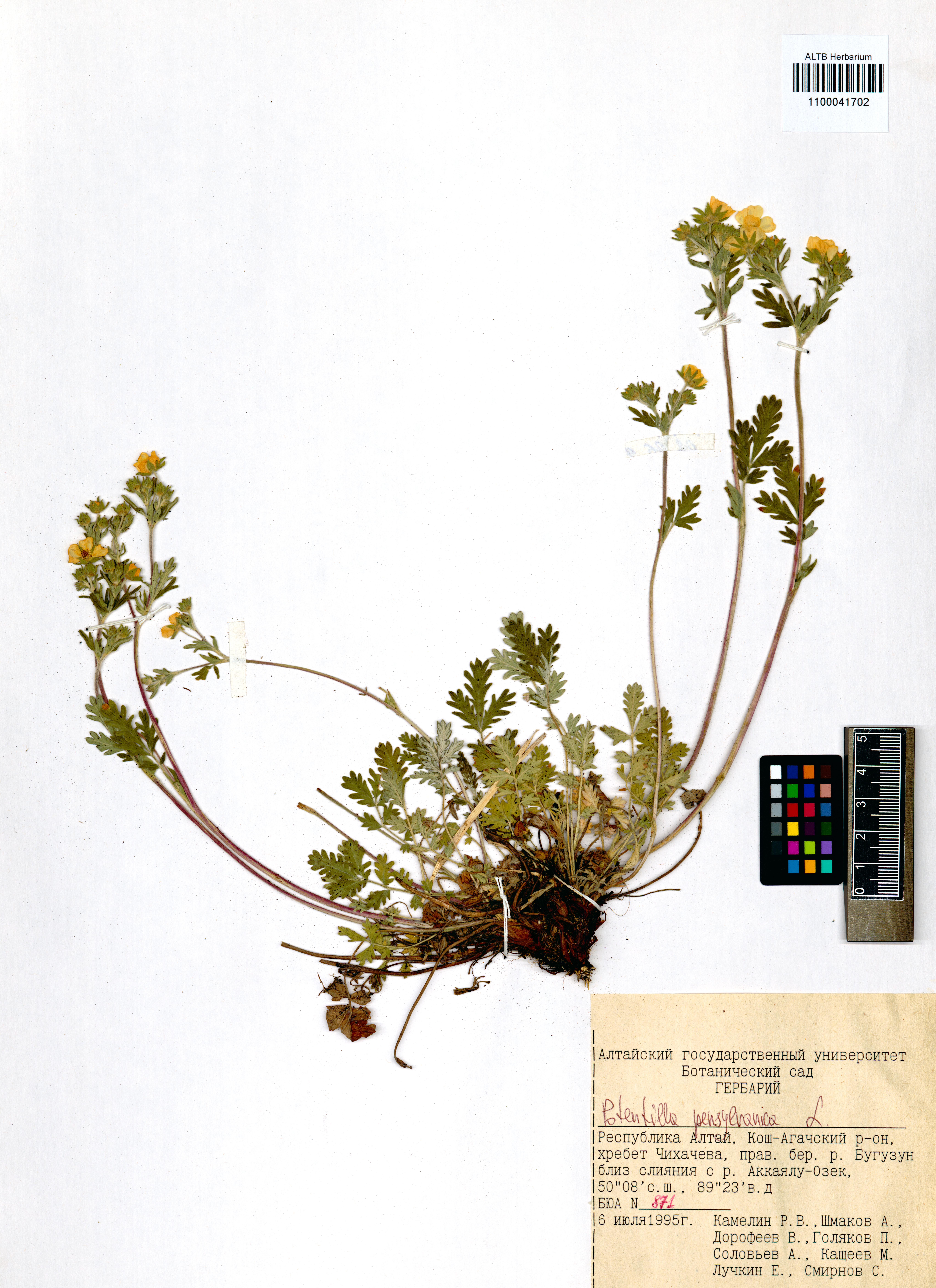 Potentilla pensylvanica L.