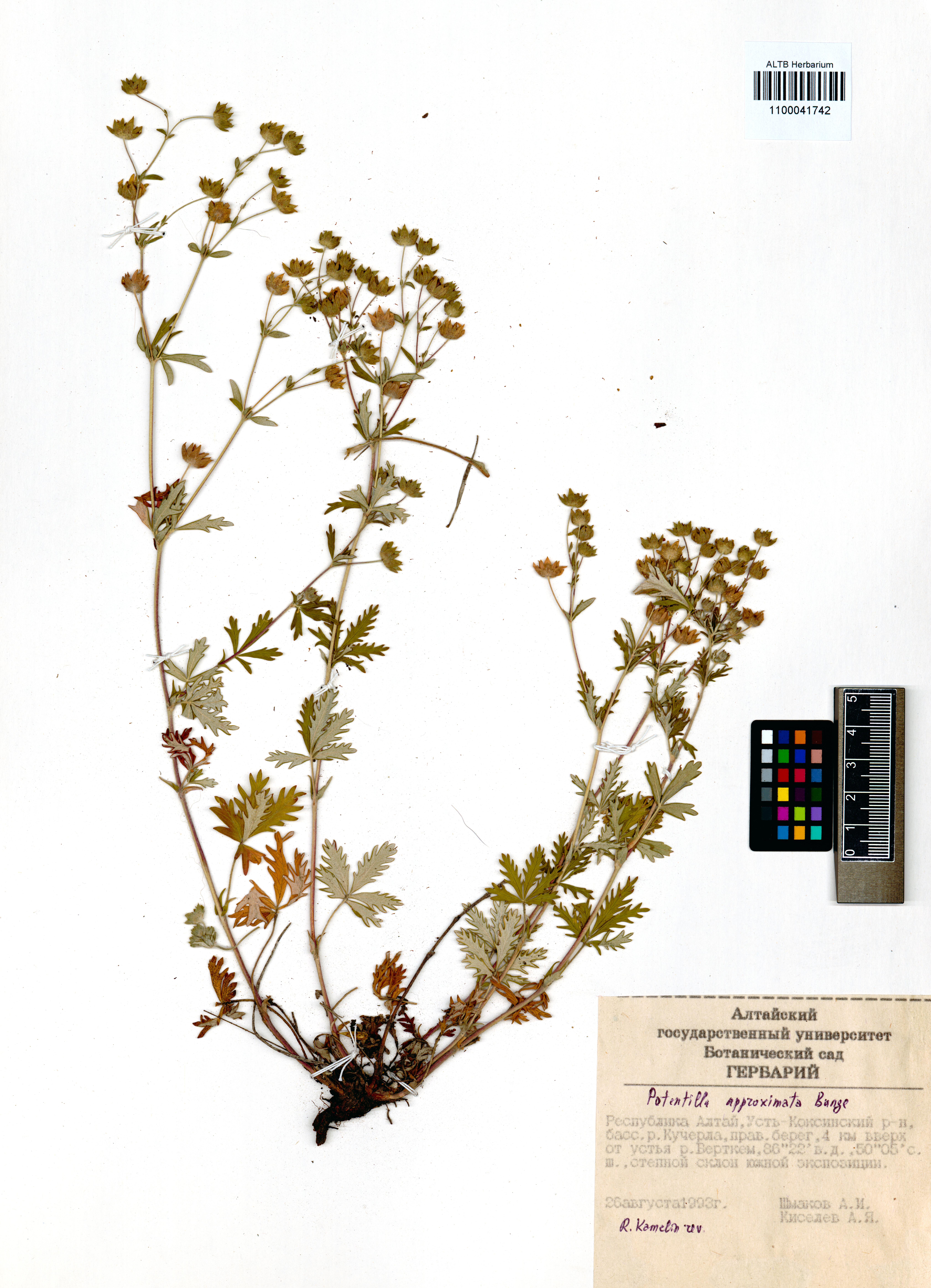 Potentilla approximata Bunge