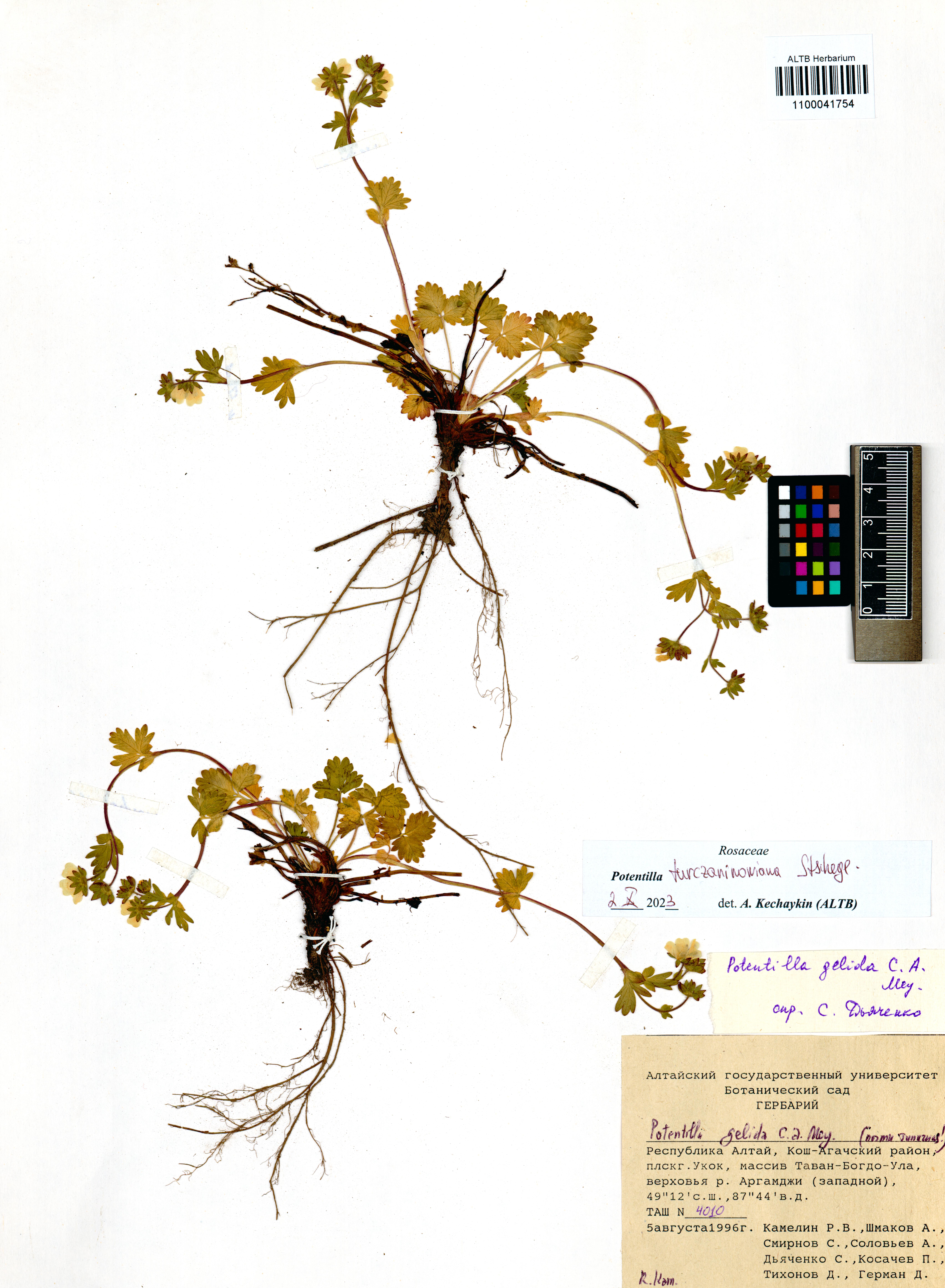 Potentilla turczaninowiana Stschegl.