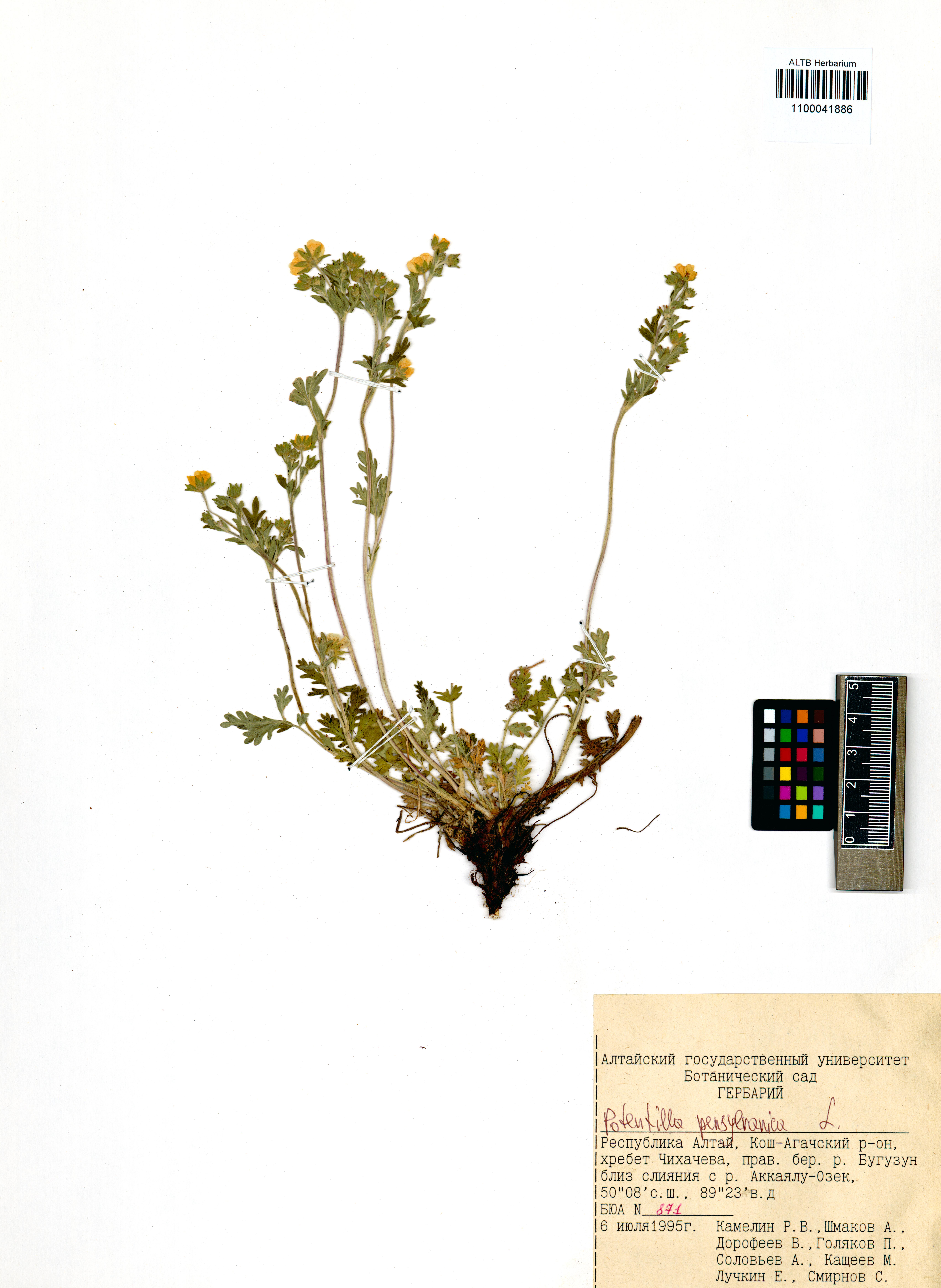 Potentilla pensylvanica L.