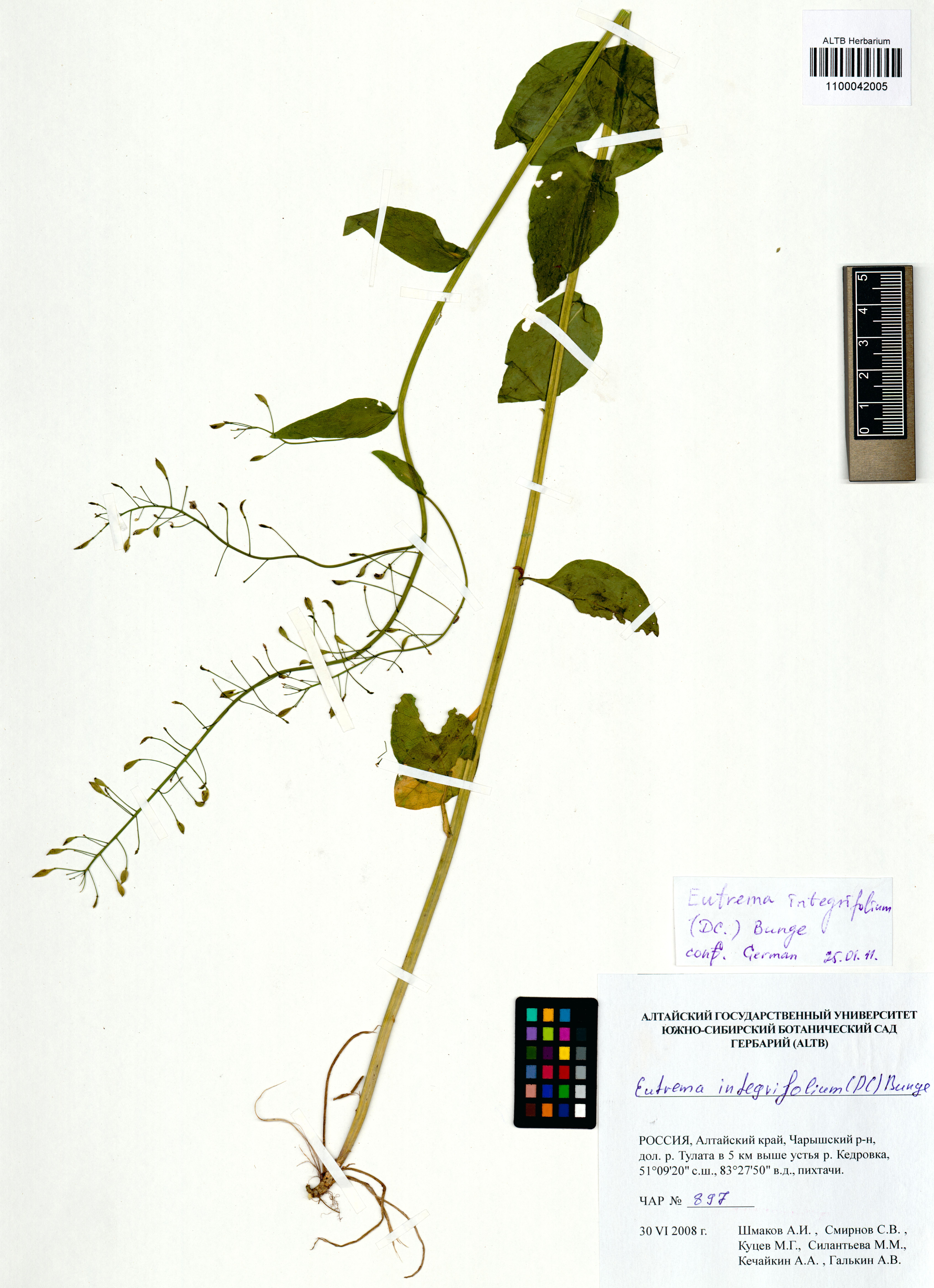 Eutrema integrifolium Bunge