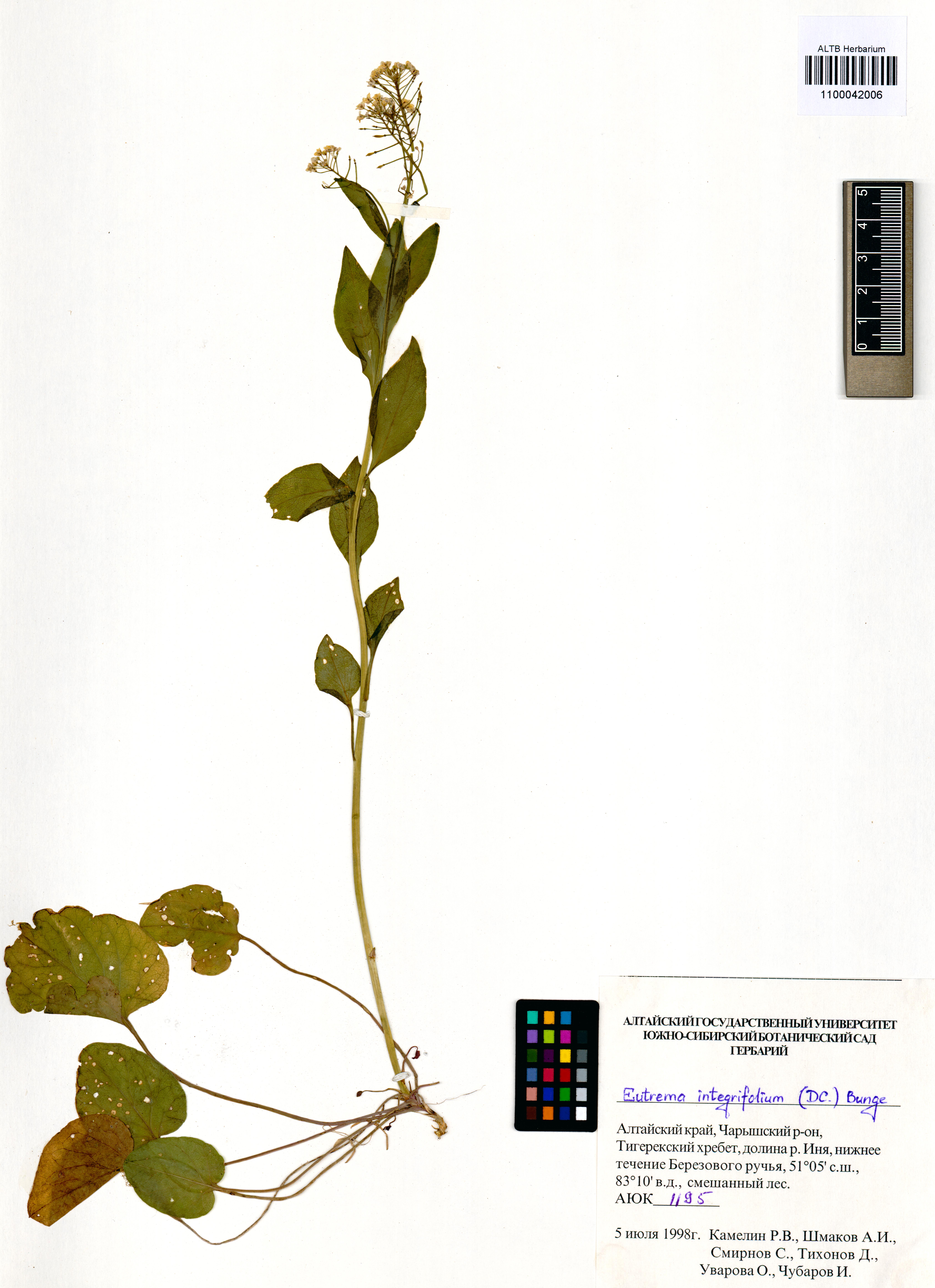 Eutrema integrifolium Bunge