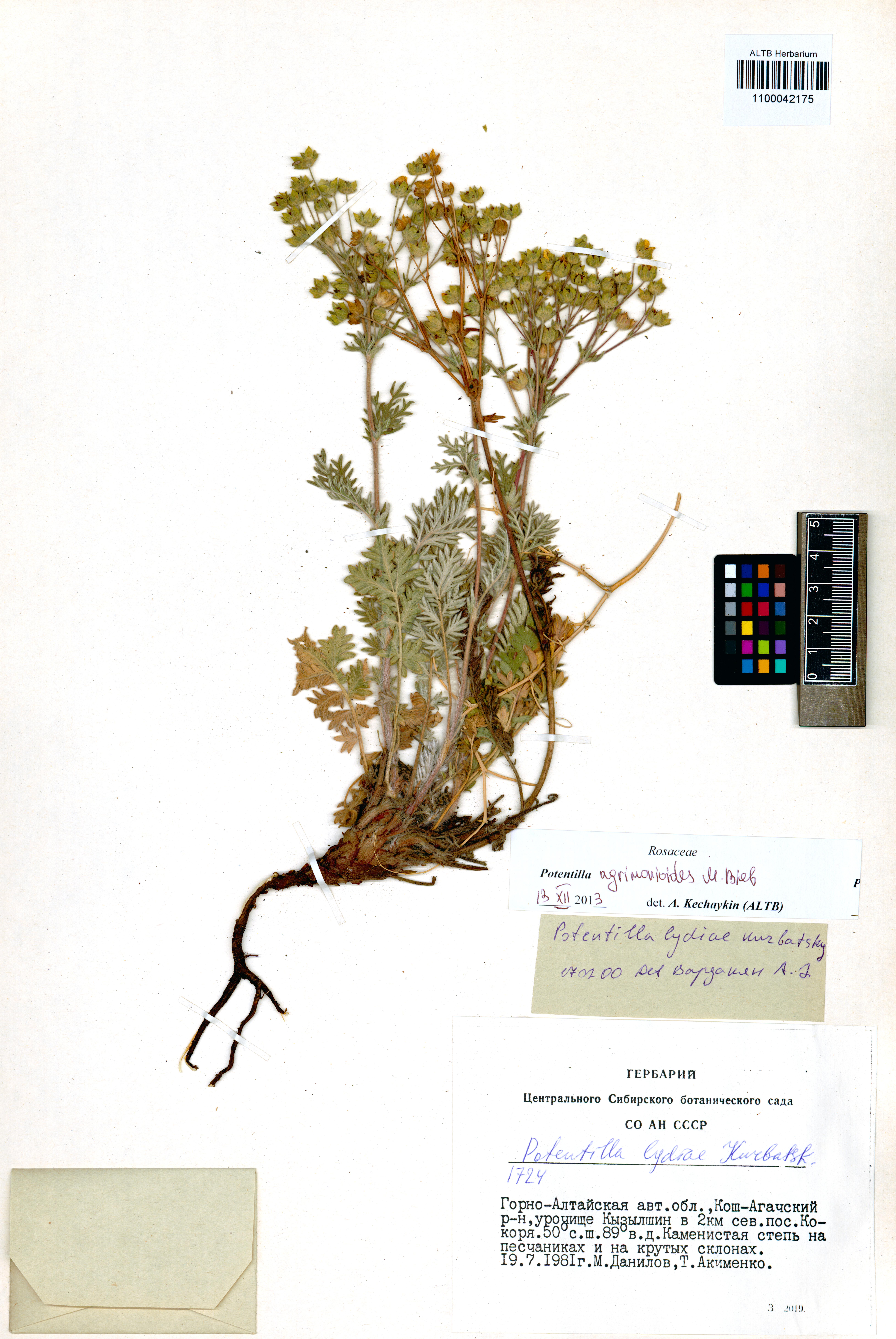 Potentilla agrimonioides M.Bieb.