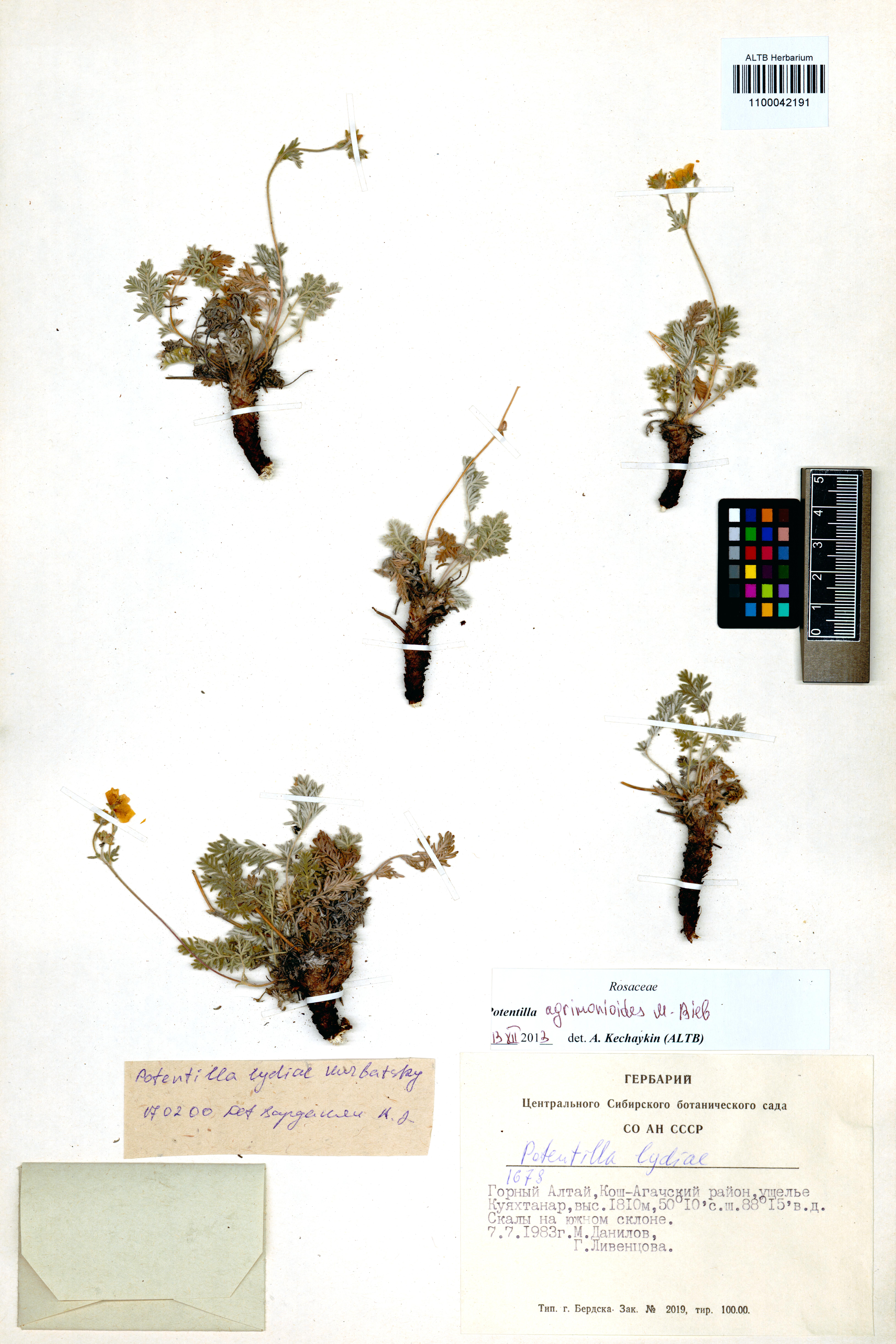 Potentilla agrimonioides M.Bieb.