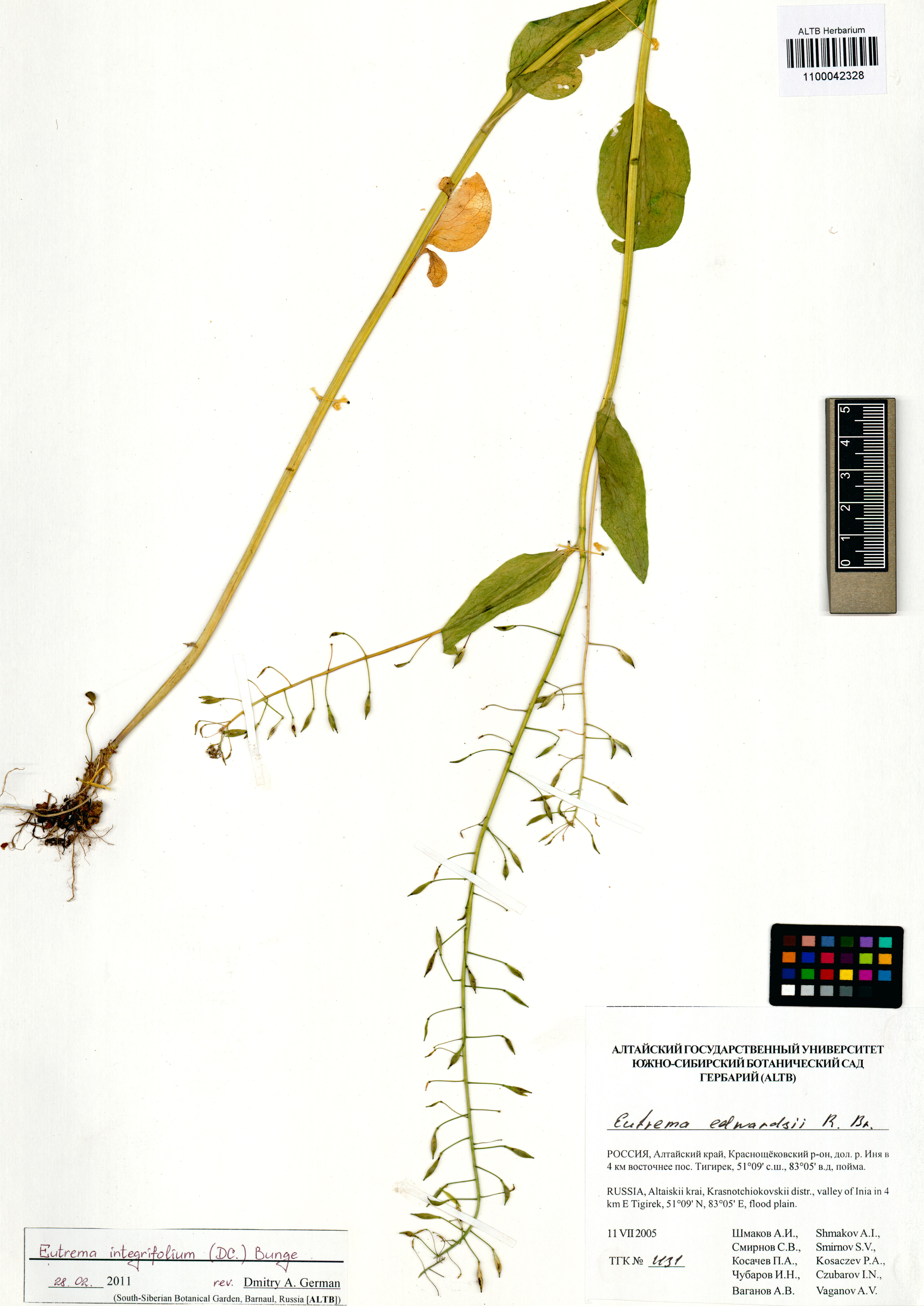 Eutrema integrifolium Bunge