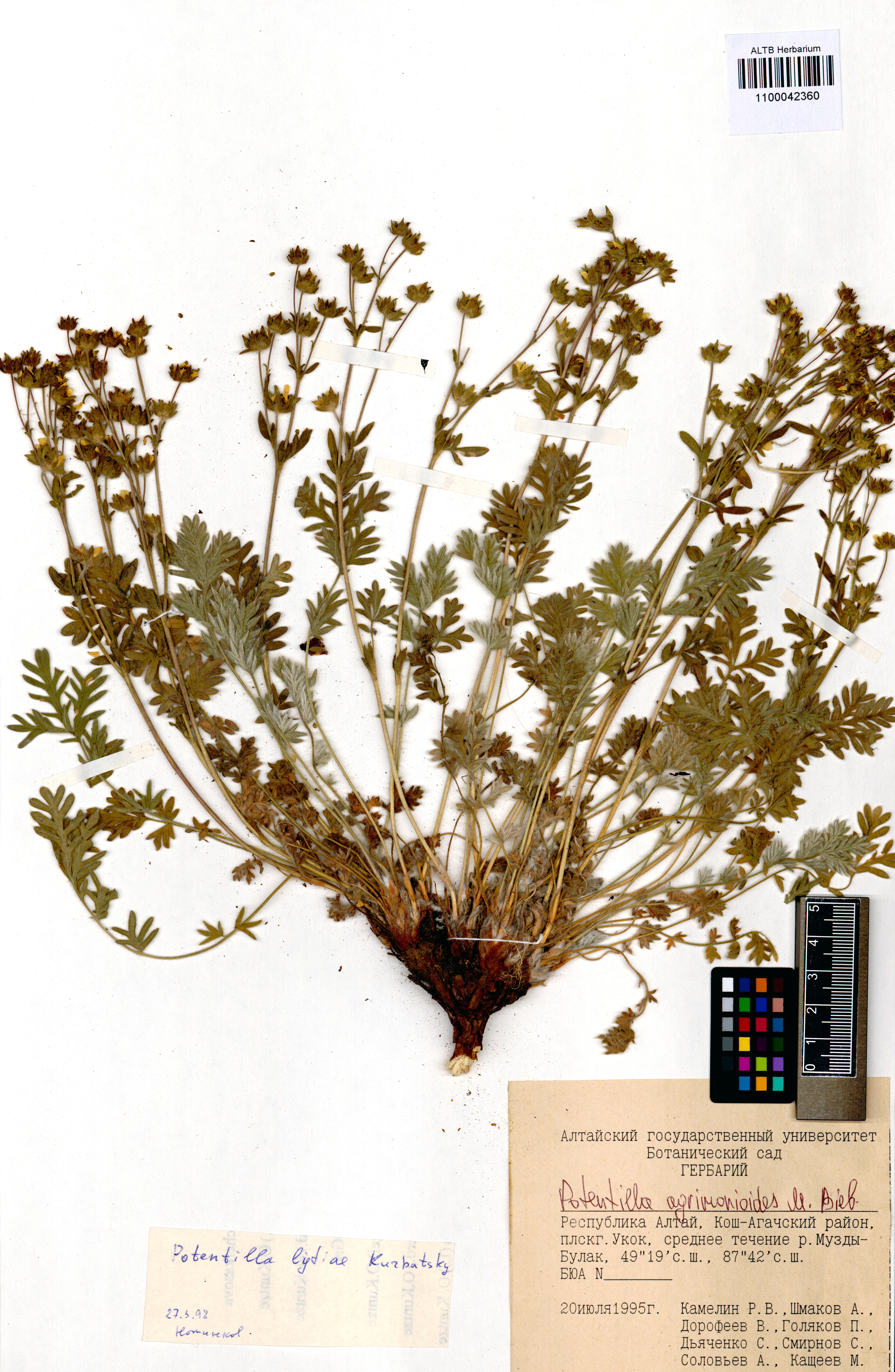 Potentilla agrimonioides M.Bieb.