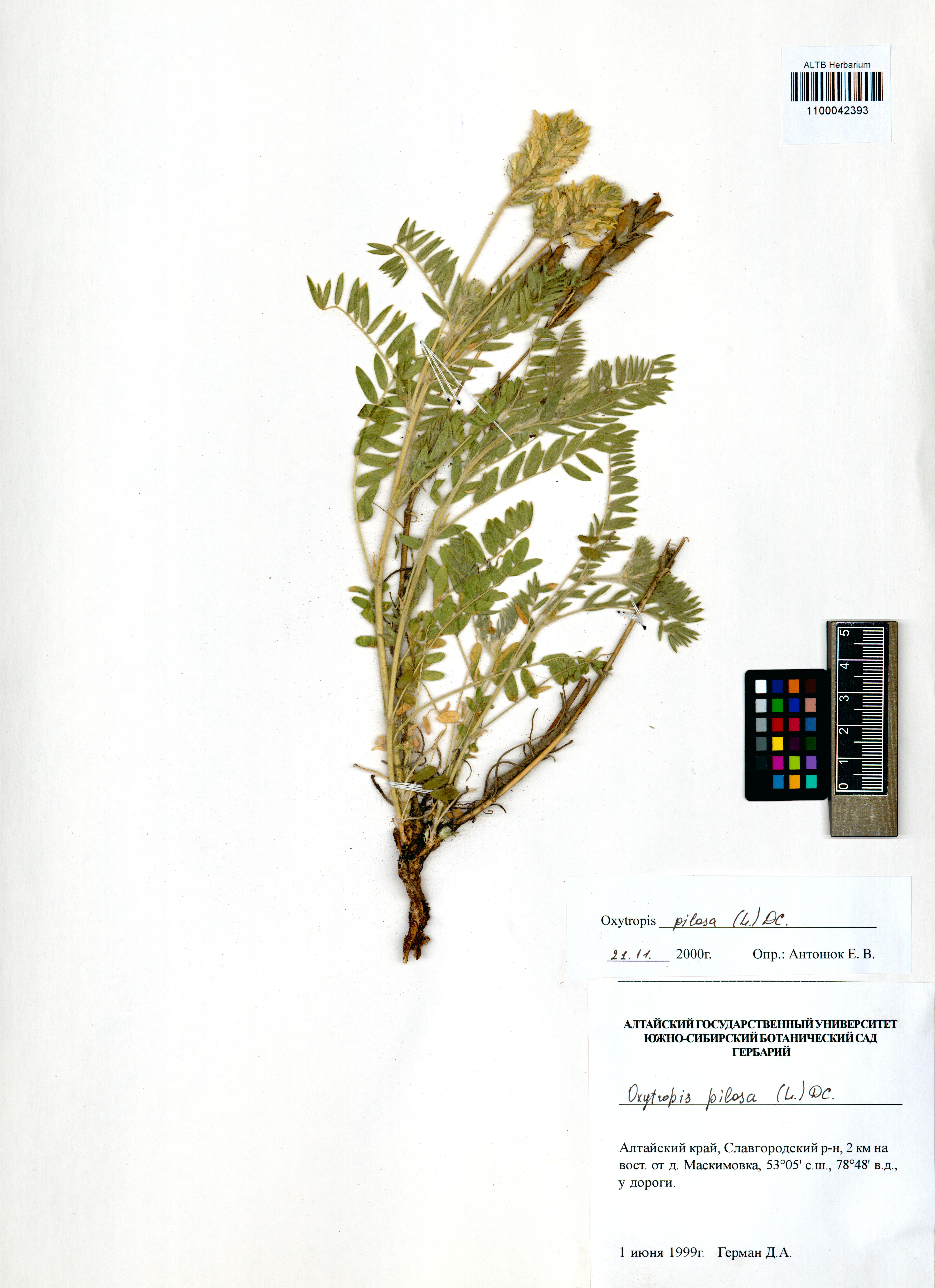 Oxytropis pilosa DC.