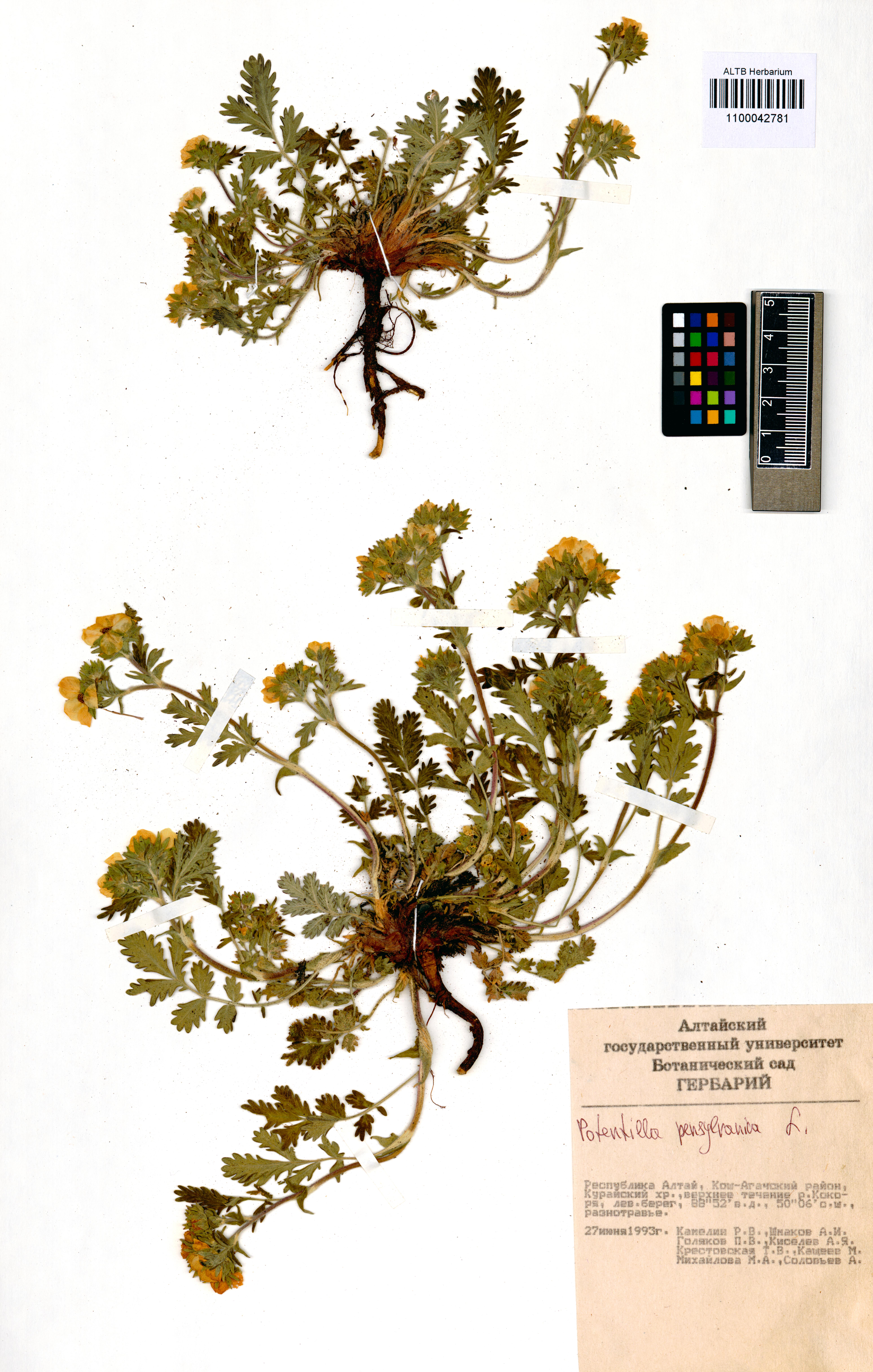 Potentilla pensylvanica L.