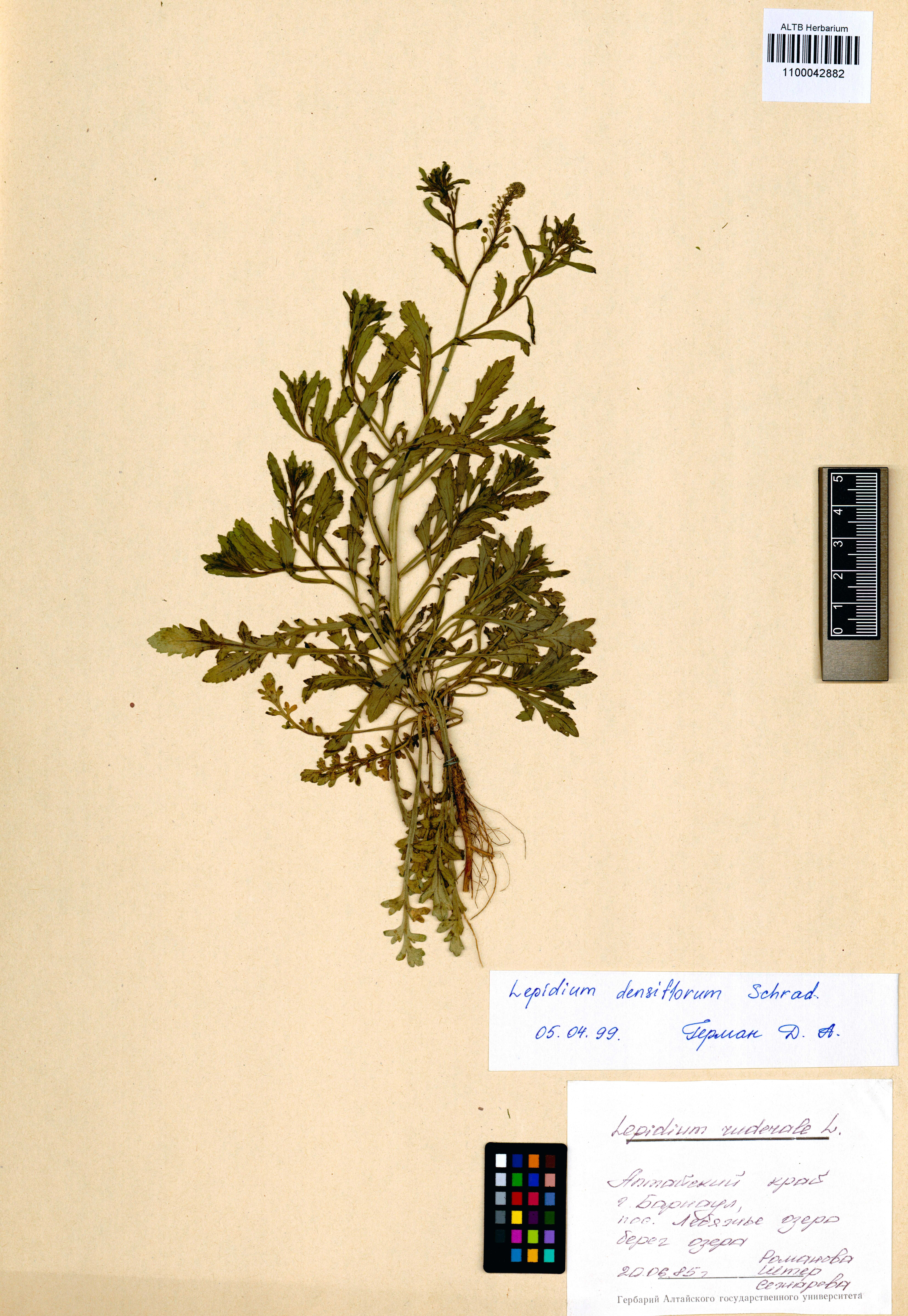 Lepidium densiflorum Schrad.