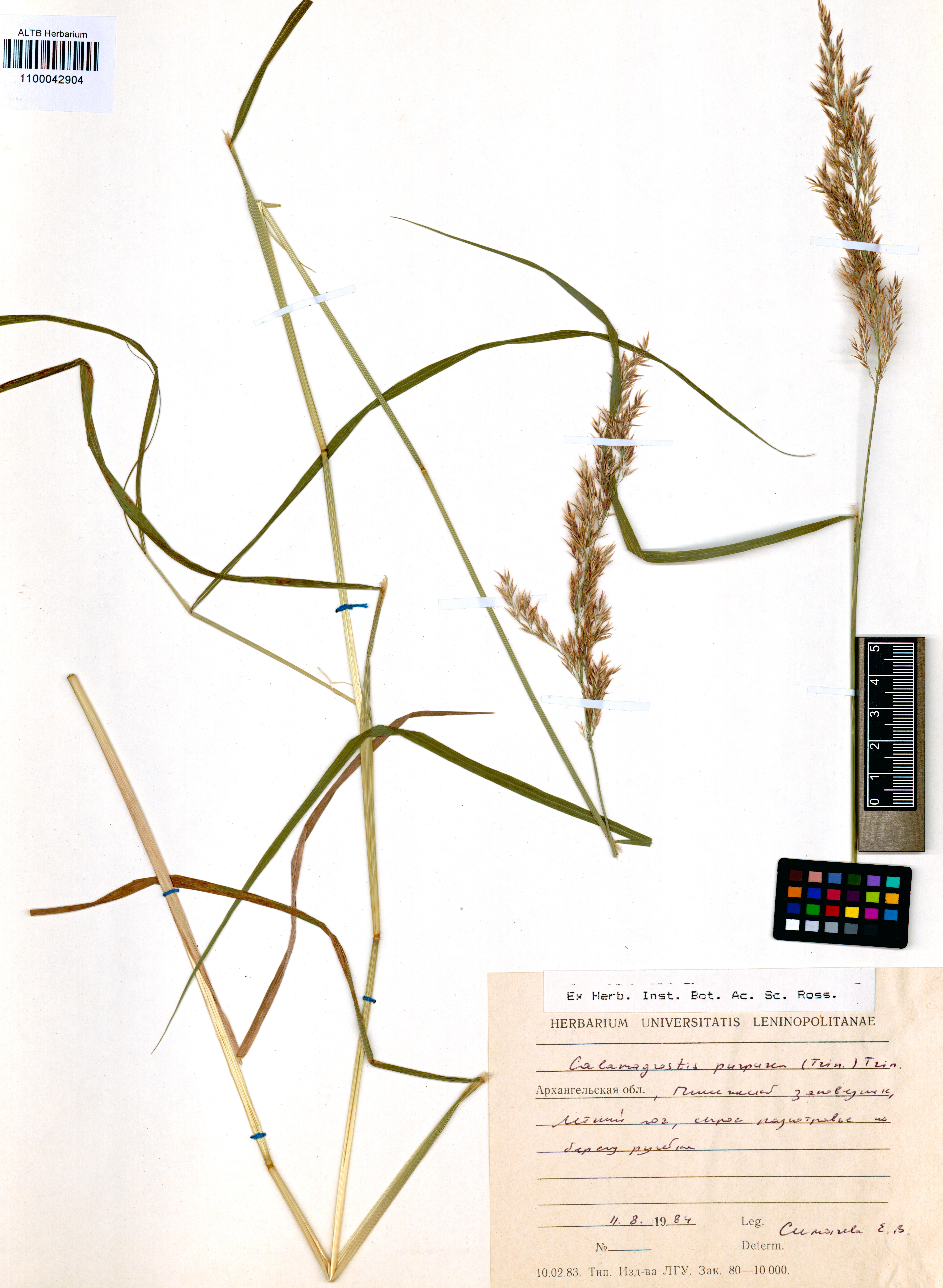 Calamagrostis purpurea (Trin.) Trin.