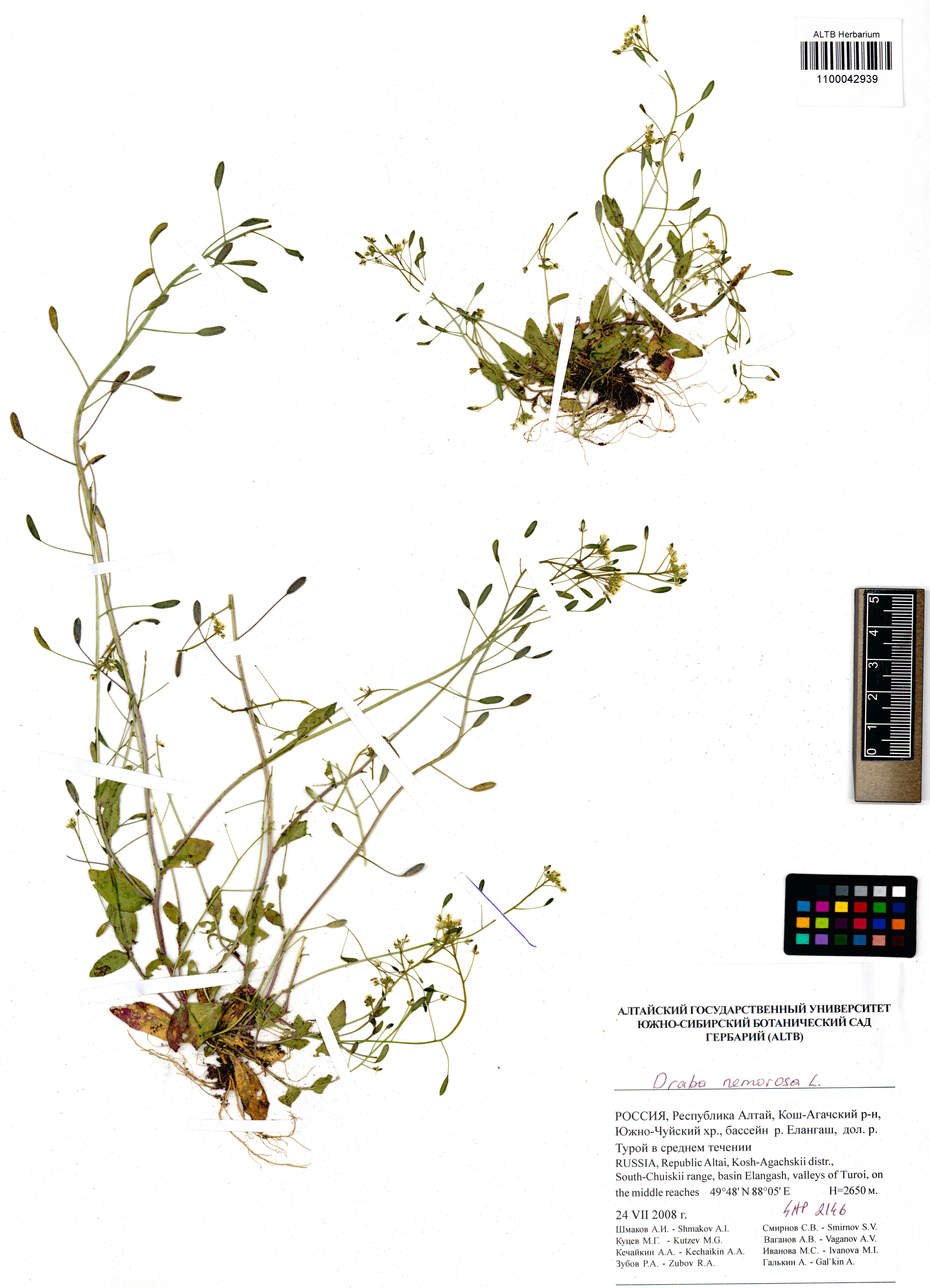 Draba nemorosa L.