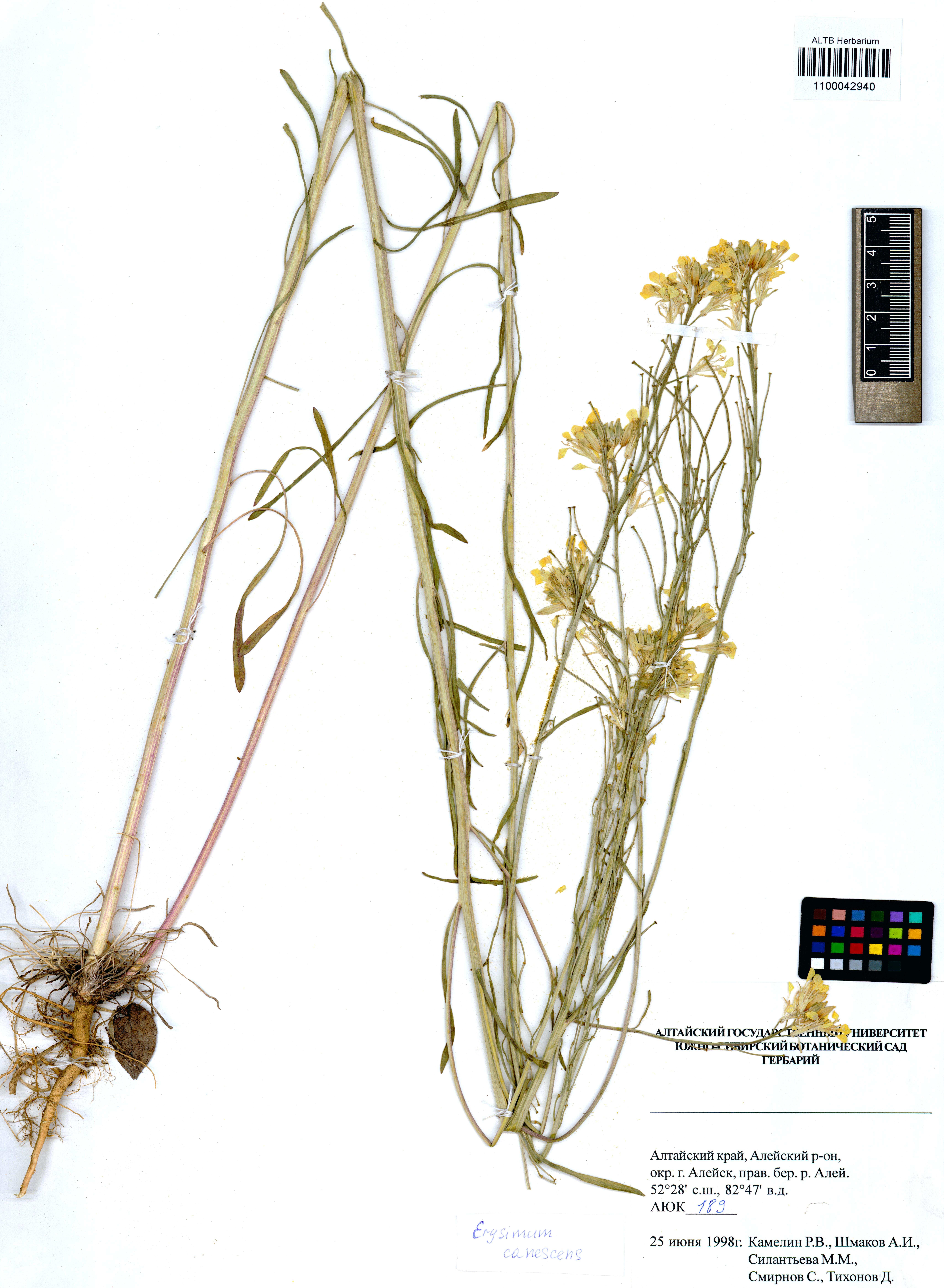 Erysimum canescens Roth