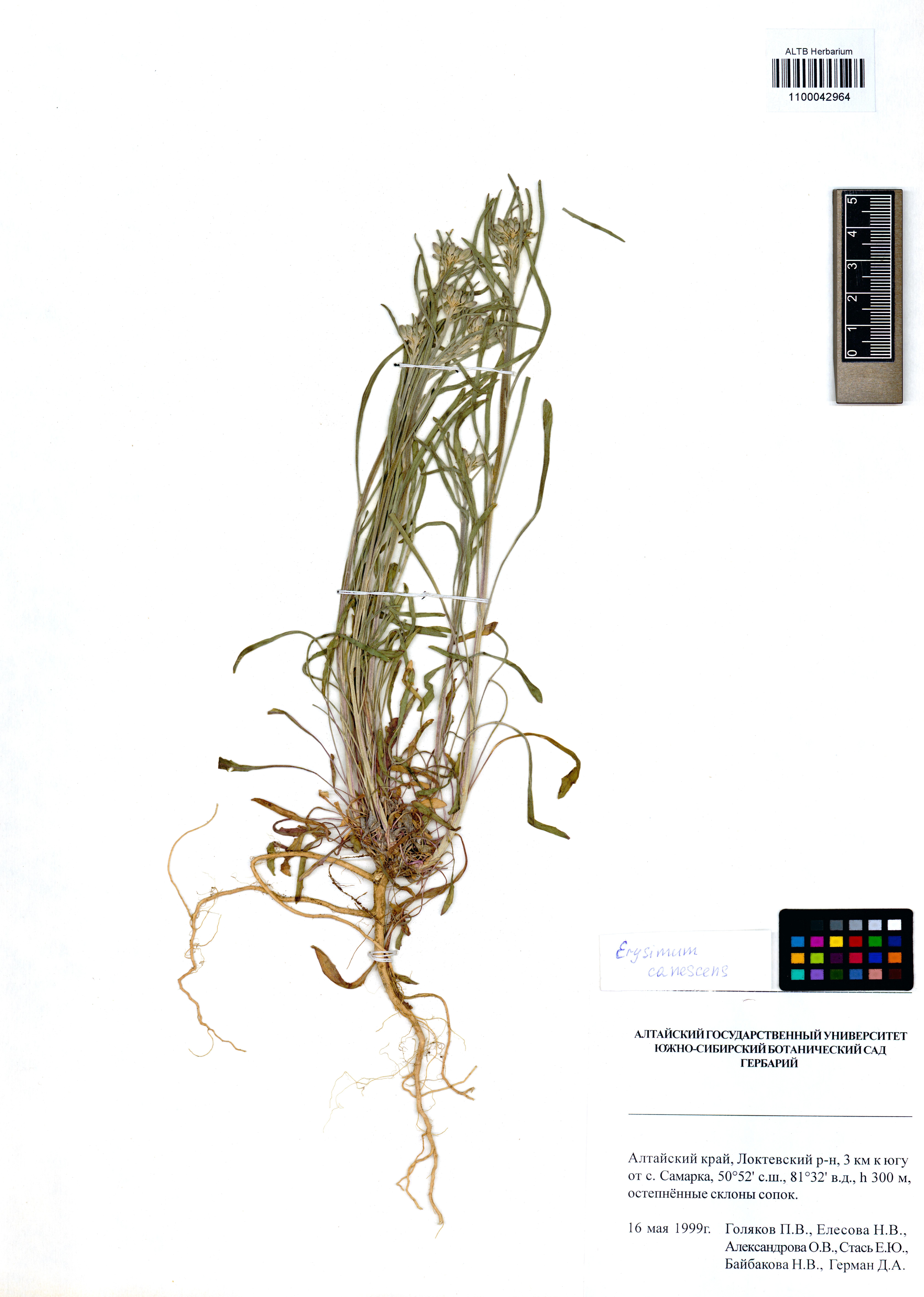 Erysimum canescens Roth