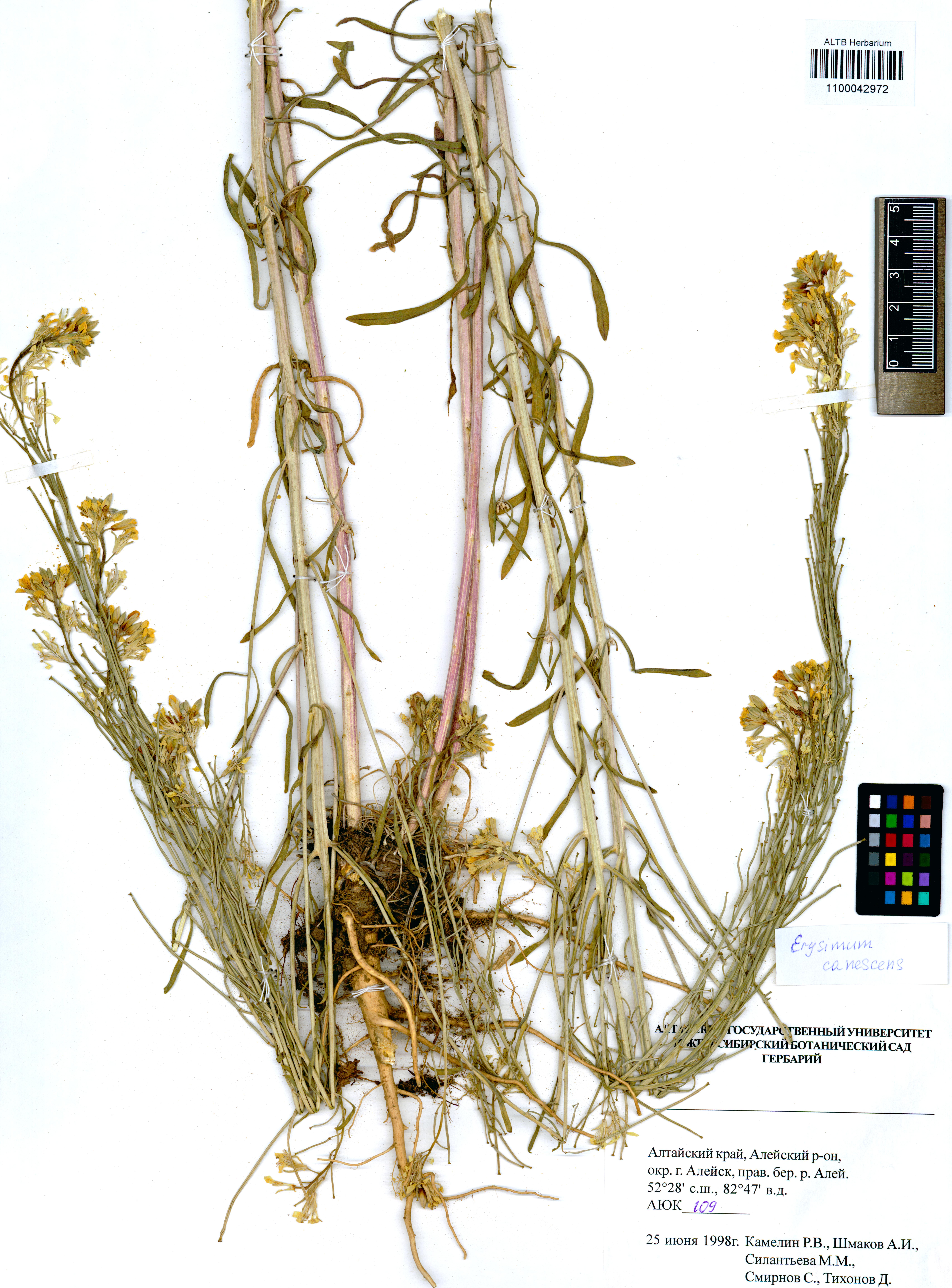 Erysimum canescens Roth