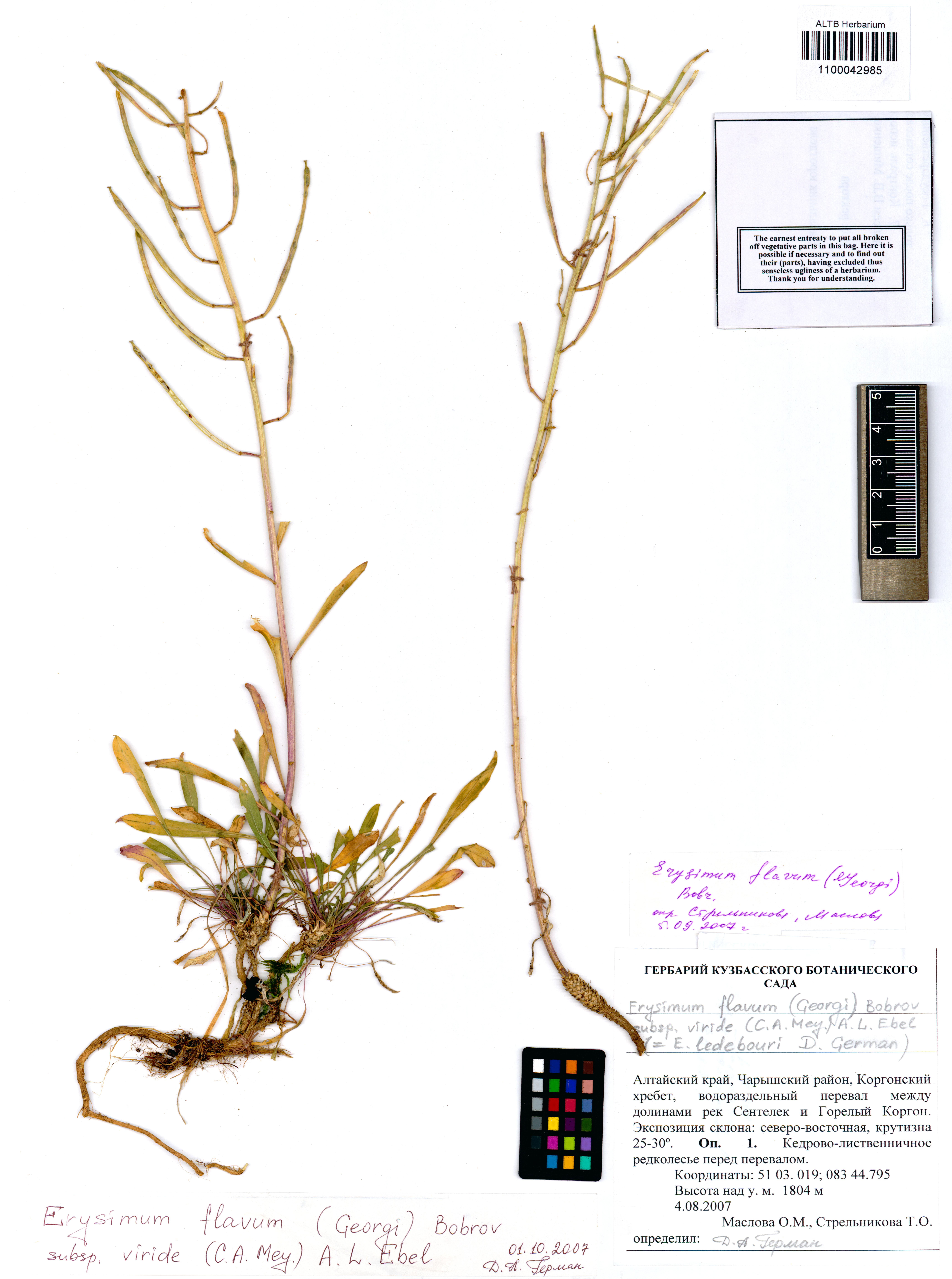 Erysimum flavum subsp. viride (C.A.Mey.) A.L.Ebel