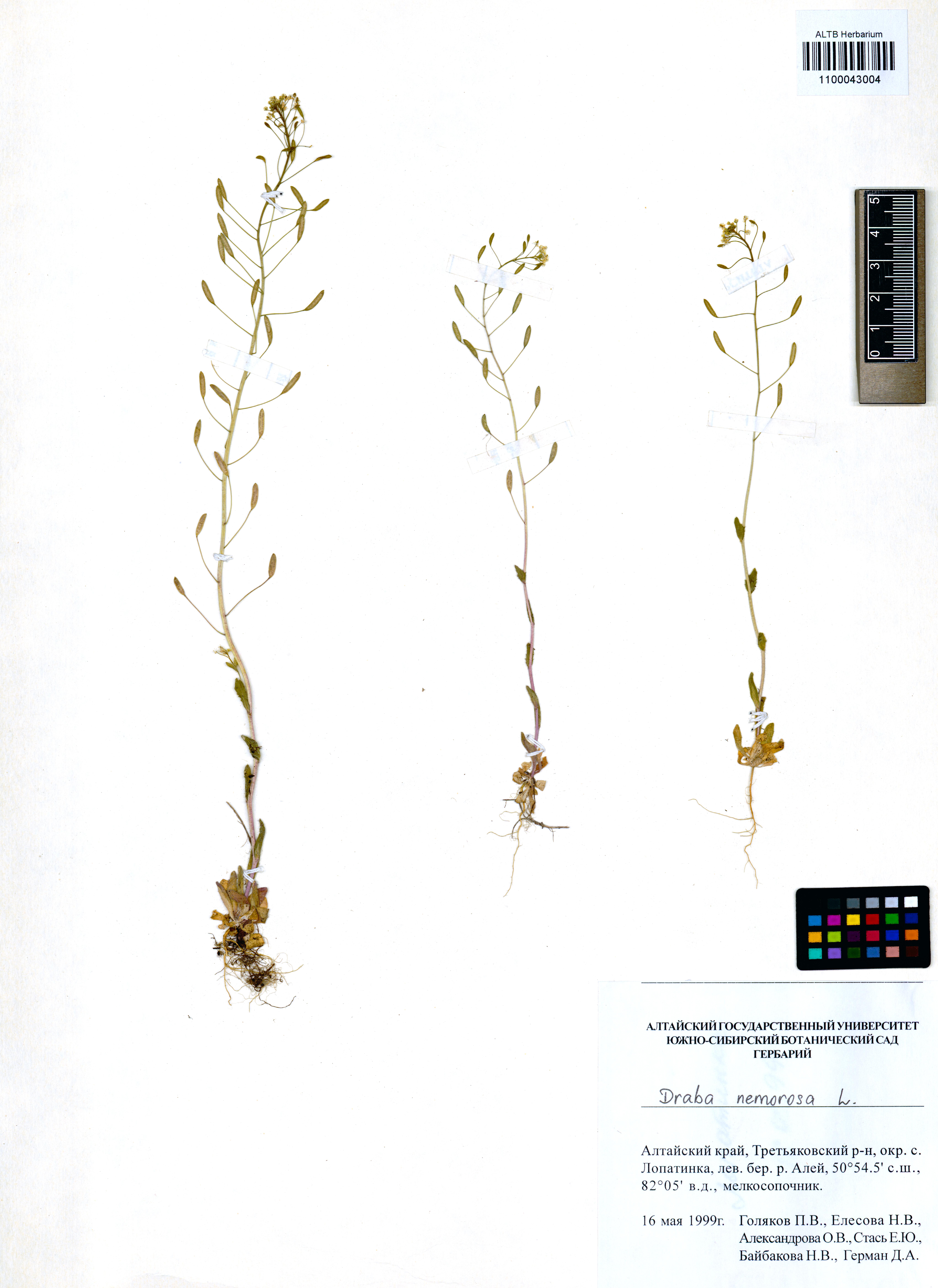 Draba nemorosa L.