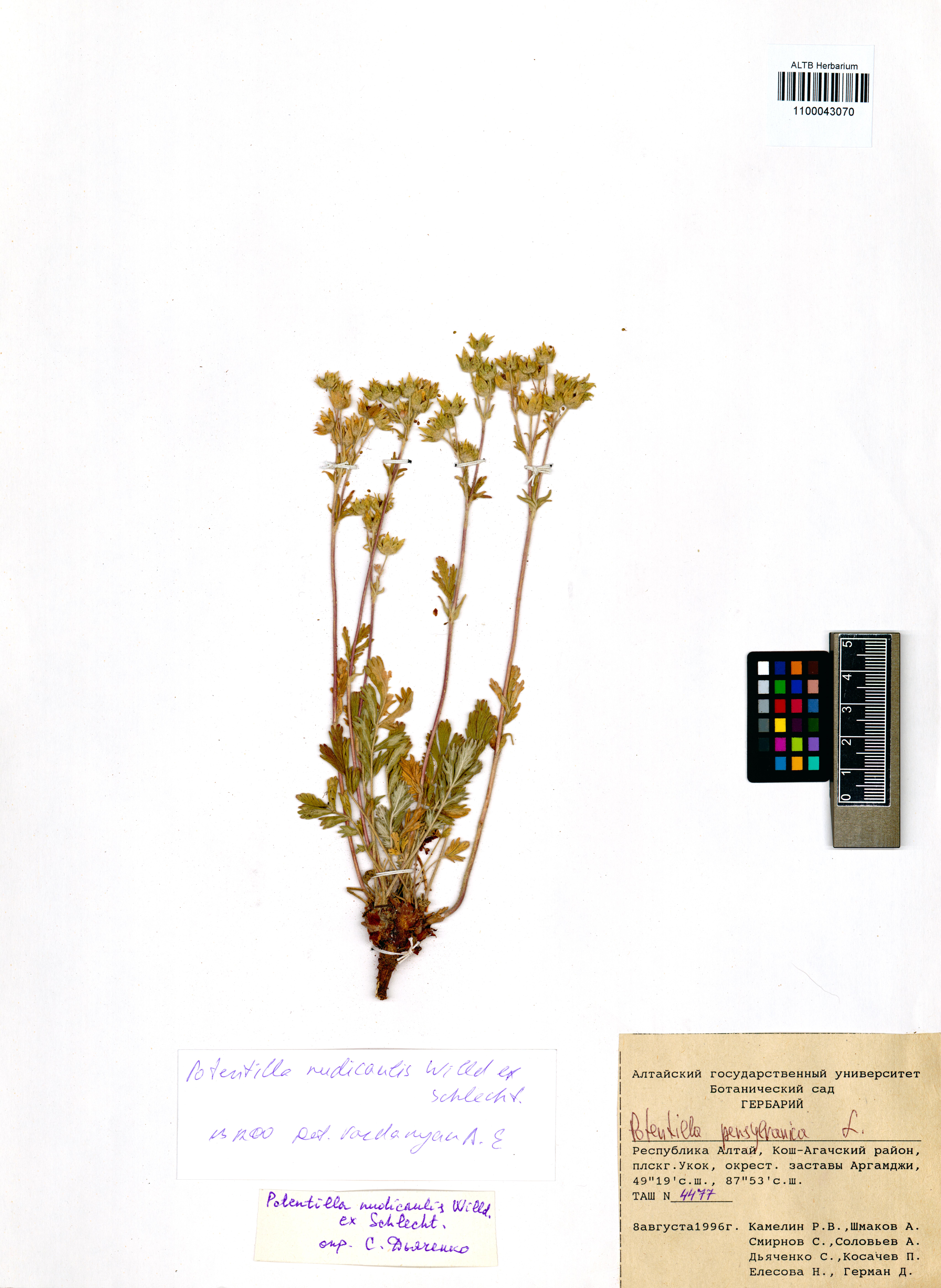 Potentilla pensylvanica L.