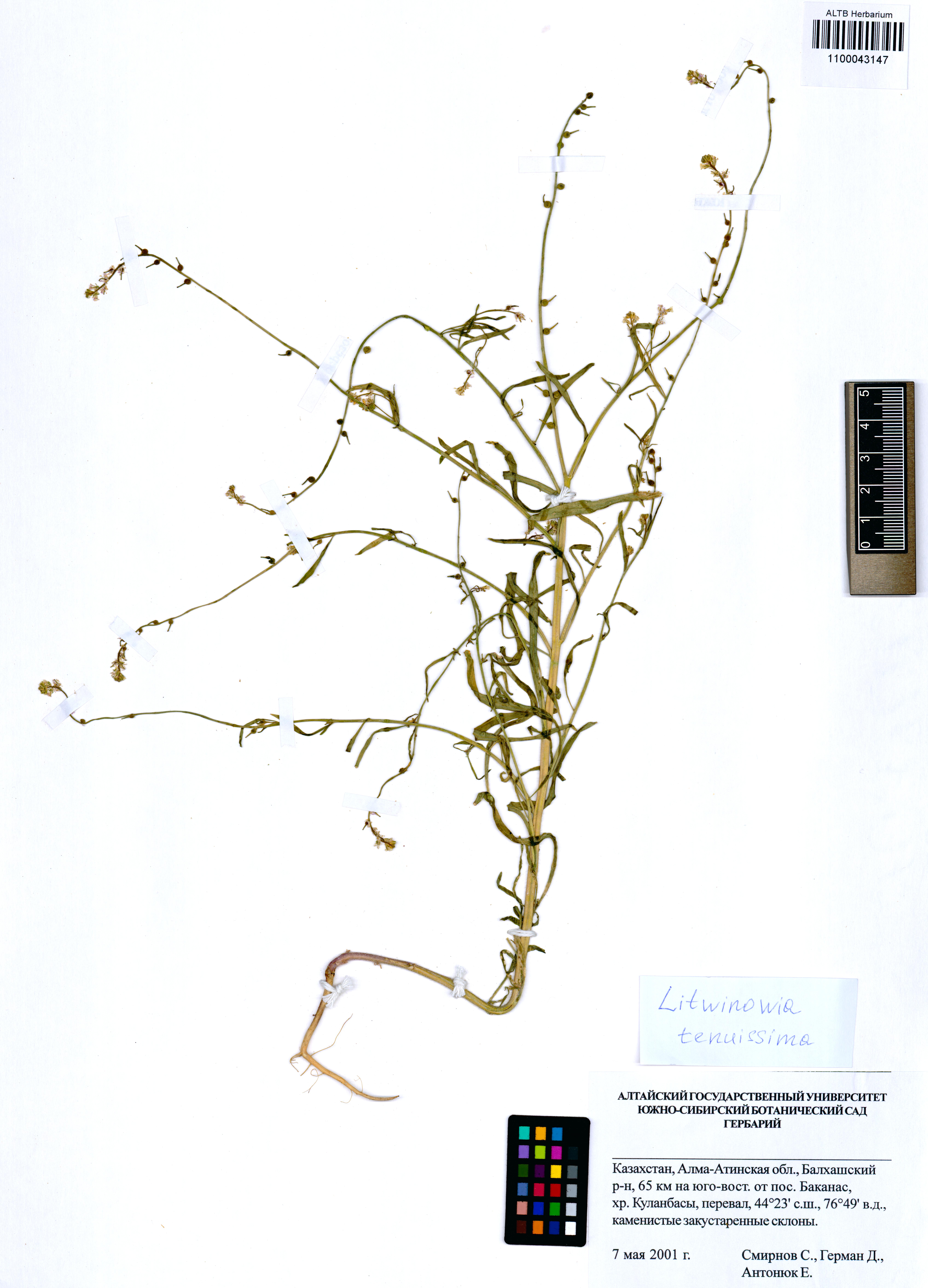 Litwinowia tenuissima (Pall.) Woronow ex Pavlov