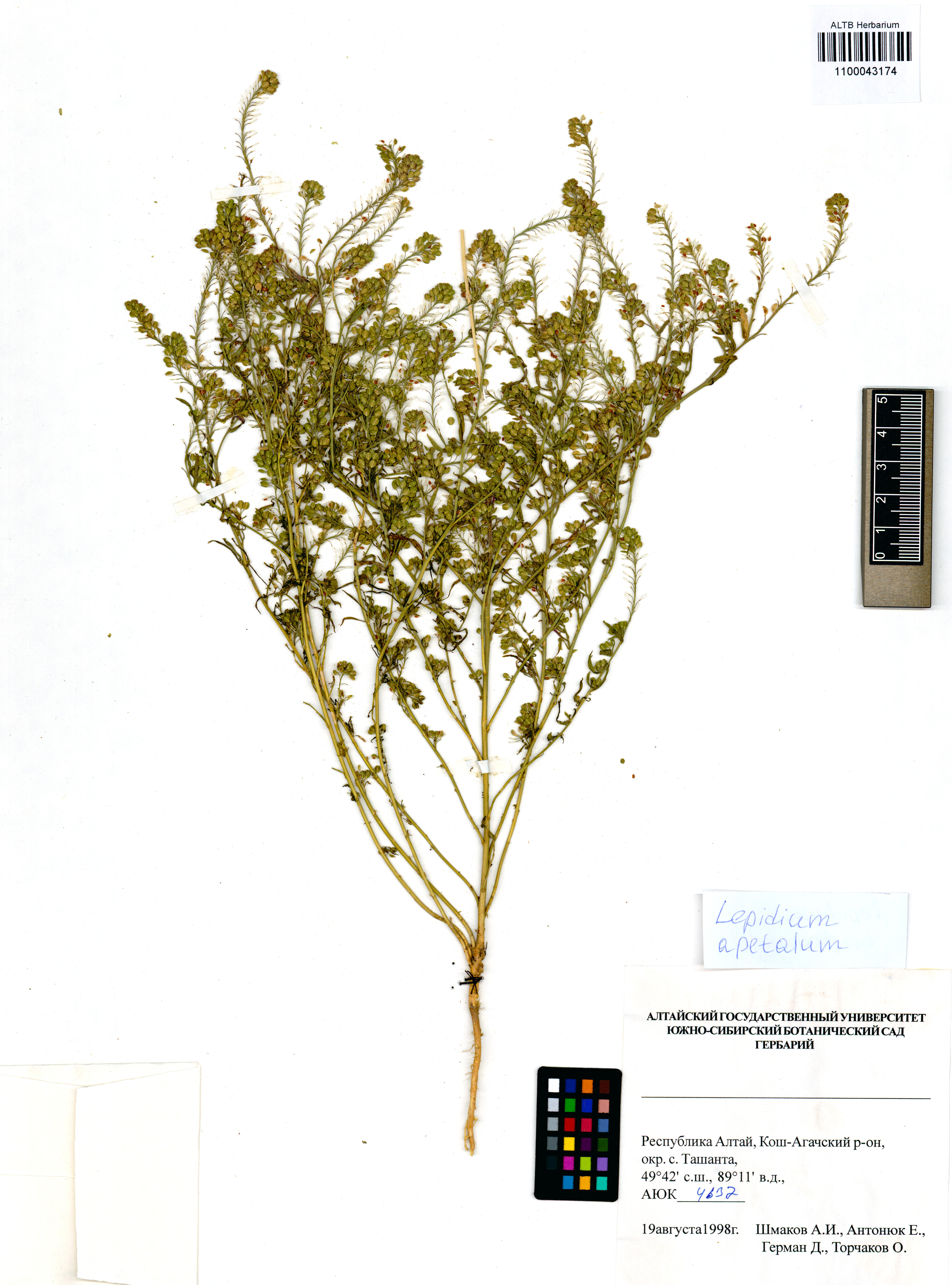 Lepidium apetalum Willd.