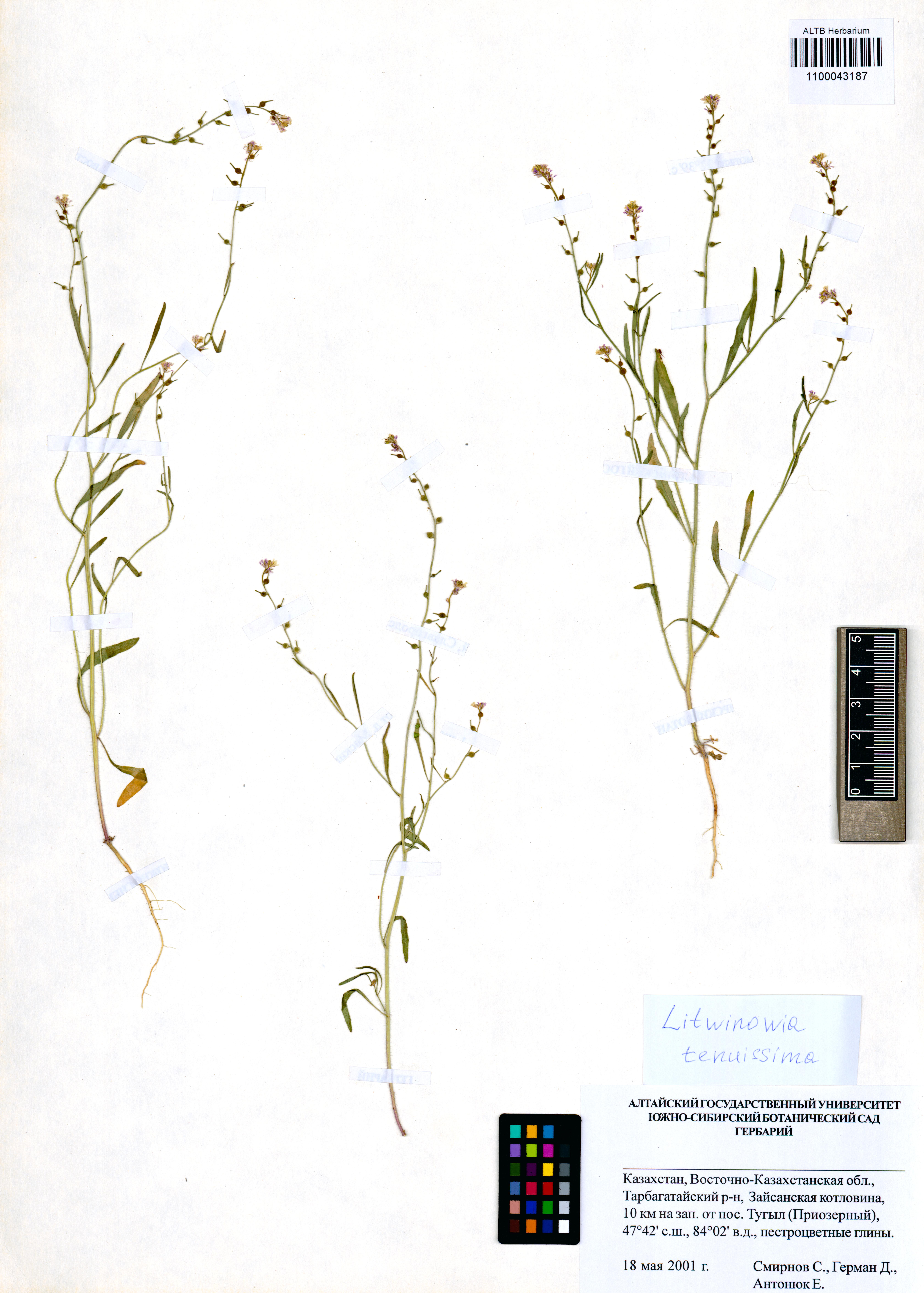 Litwinowia tenuissima (Pall.) Woronow ex Pavlov