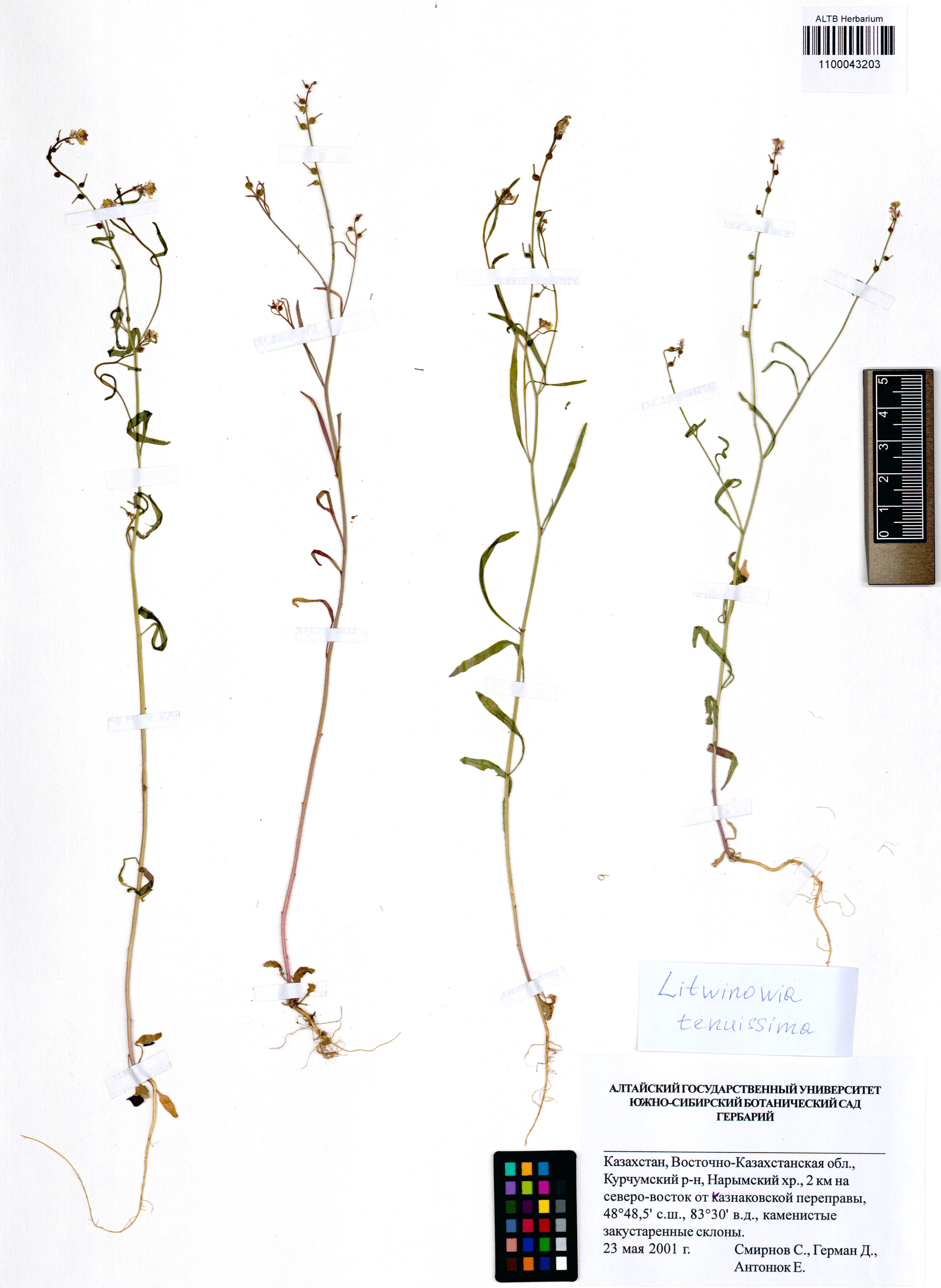 Litwinowia tenuissima (Pall.) Woronow ex Pavlov