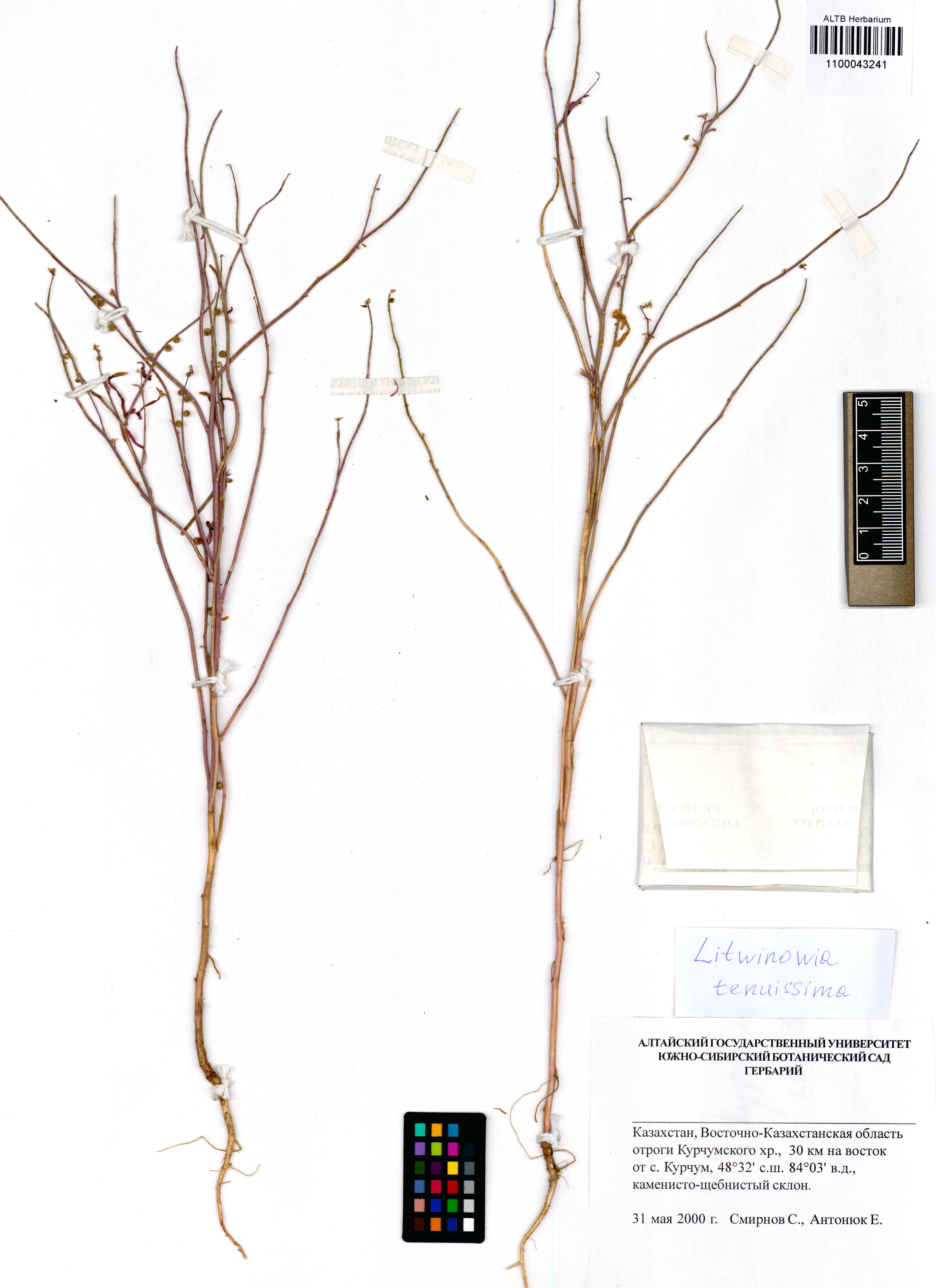 Litwinowia tenuissima (Pall.) Woronow ex Pavlov