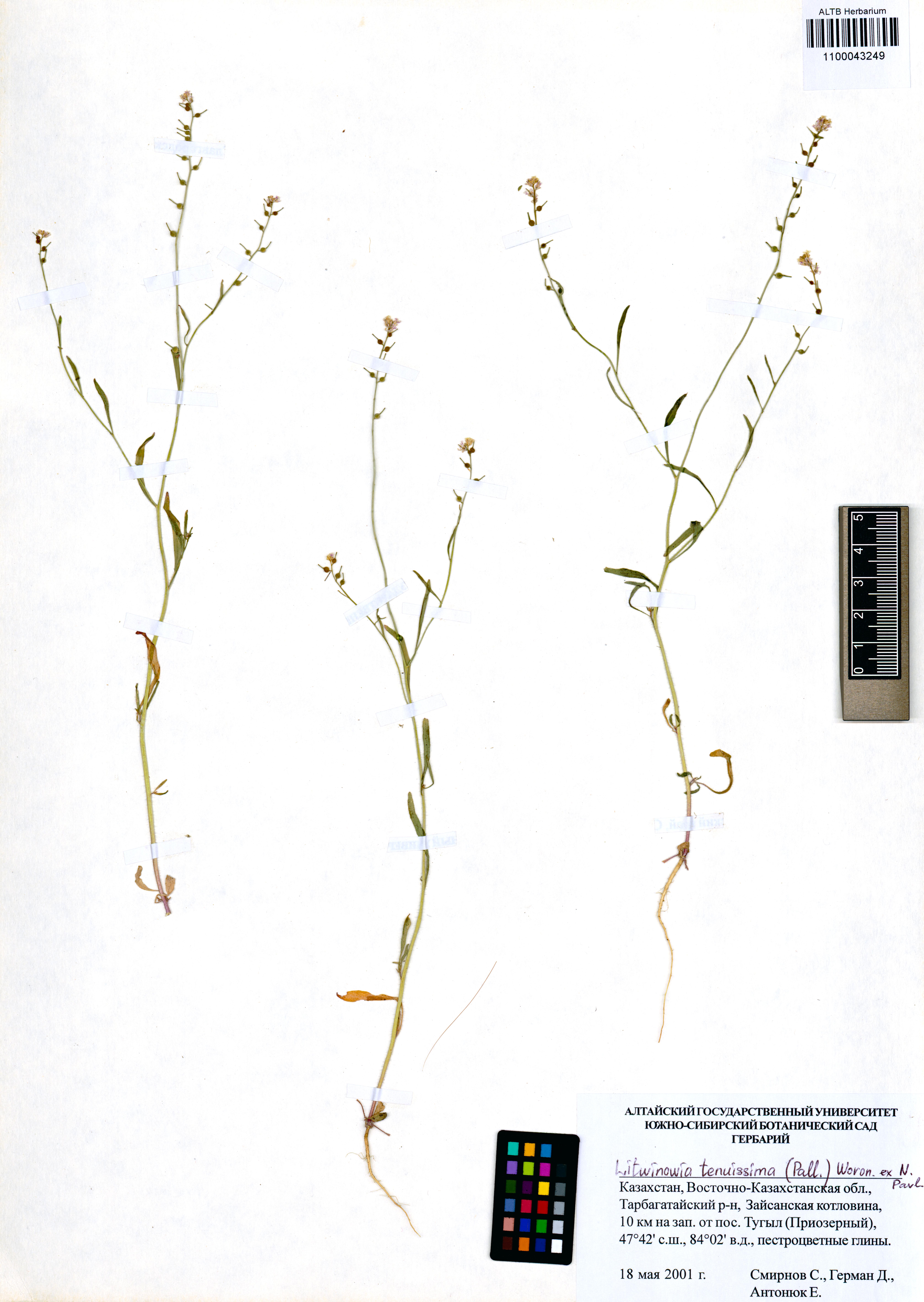 Litwinowia tenuissima (Pall.) Woronow ex Pavlov