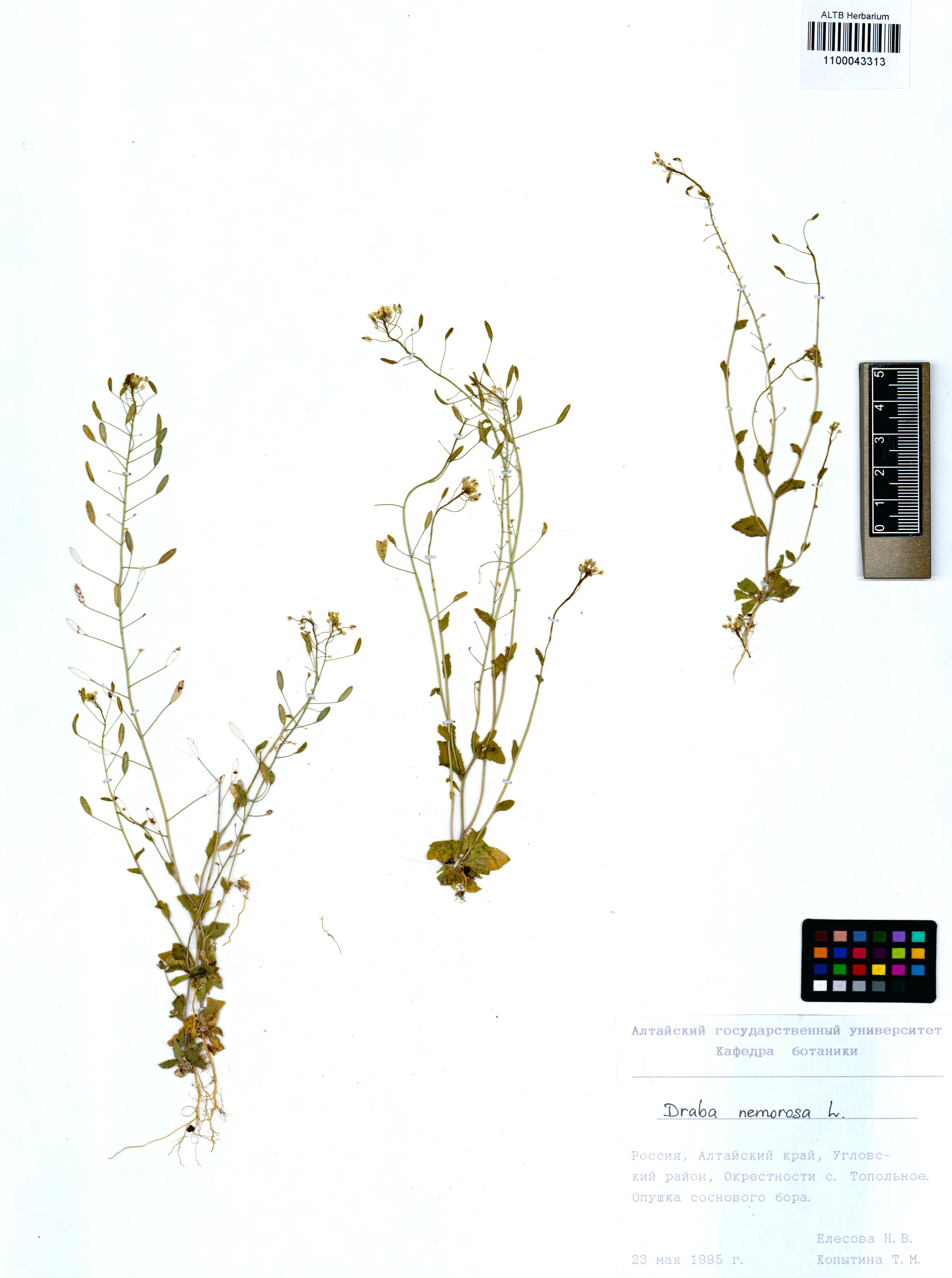 Draba nemorosa L.