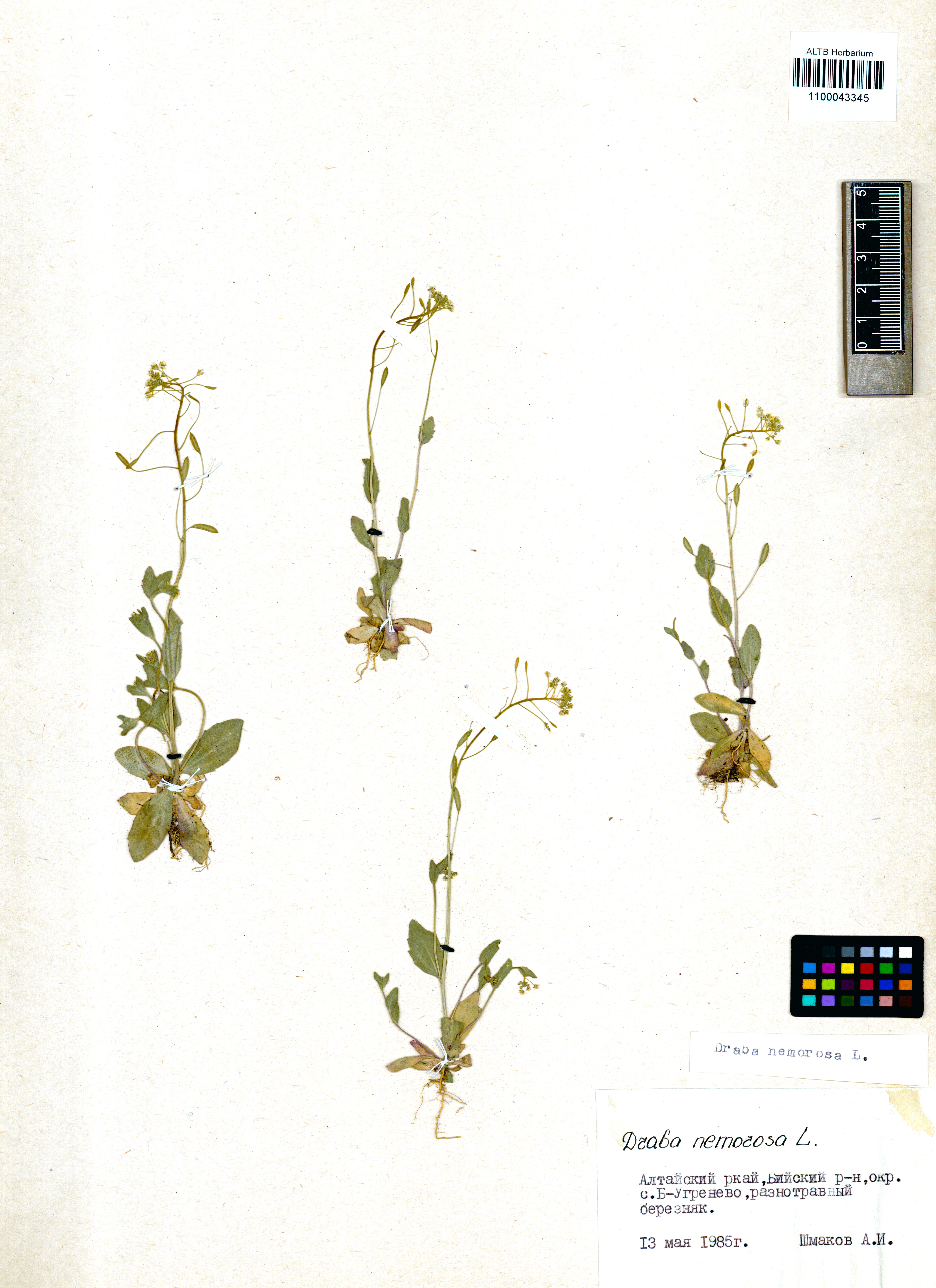 Draba nemorosa L.