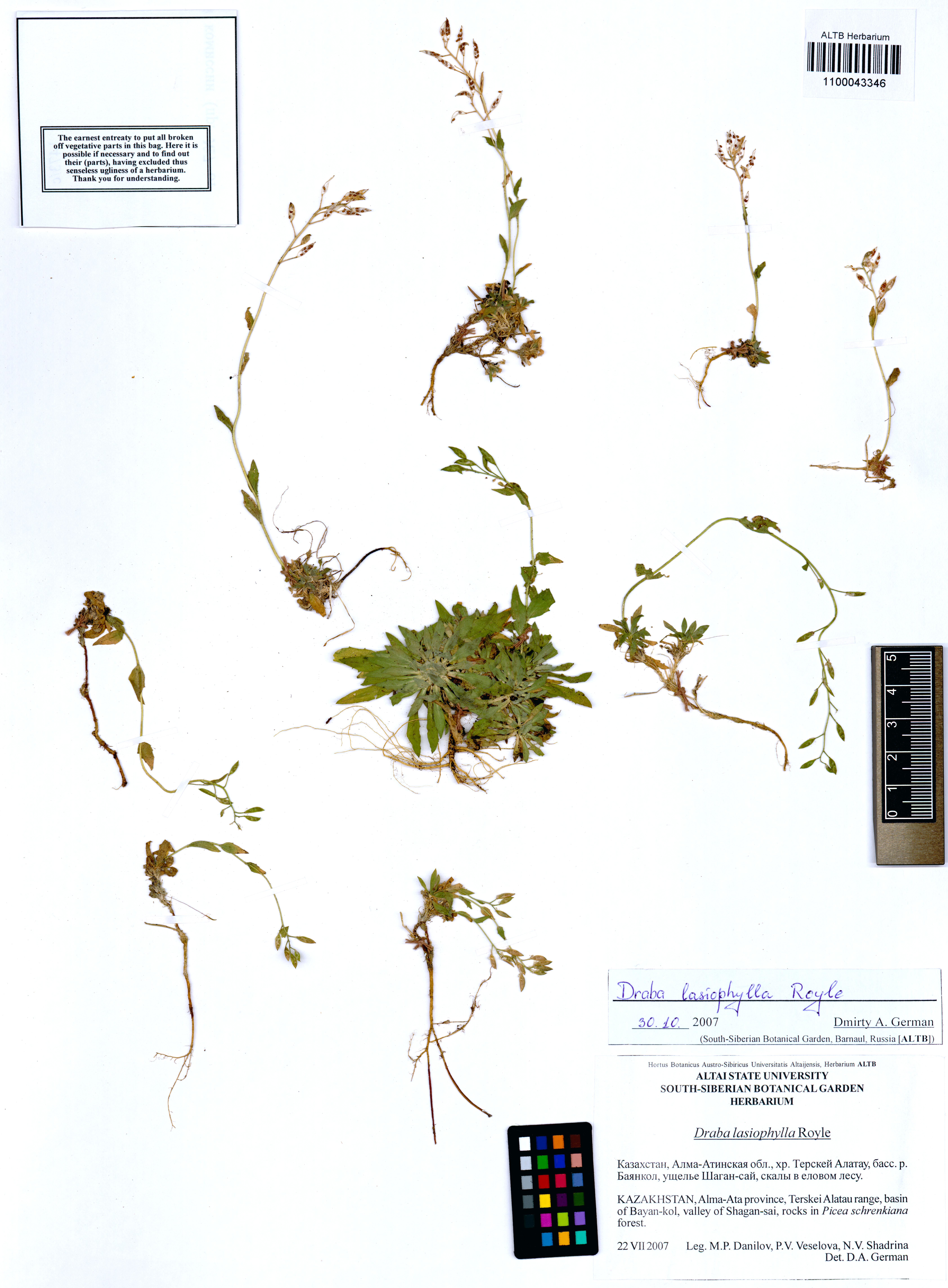 Draba lasiophylla Royle