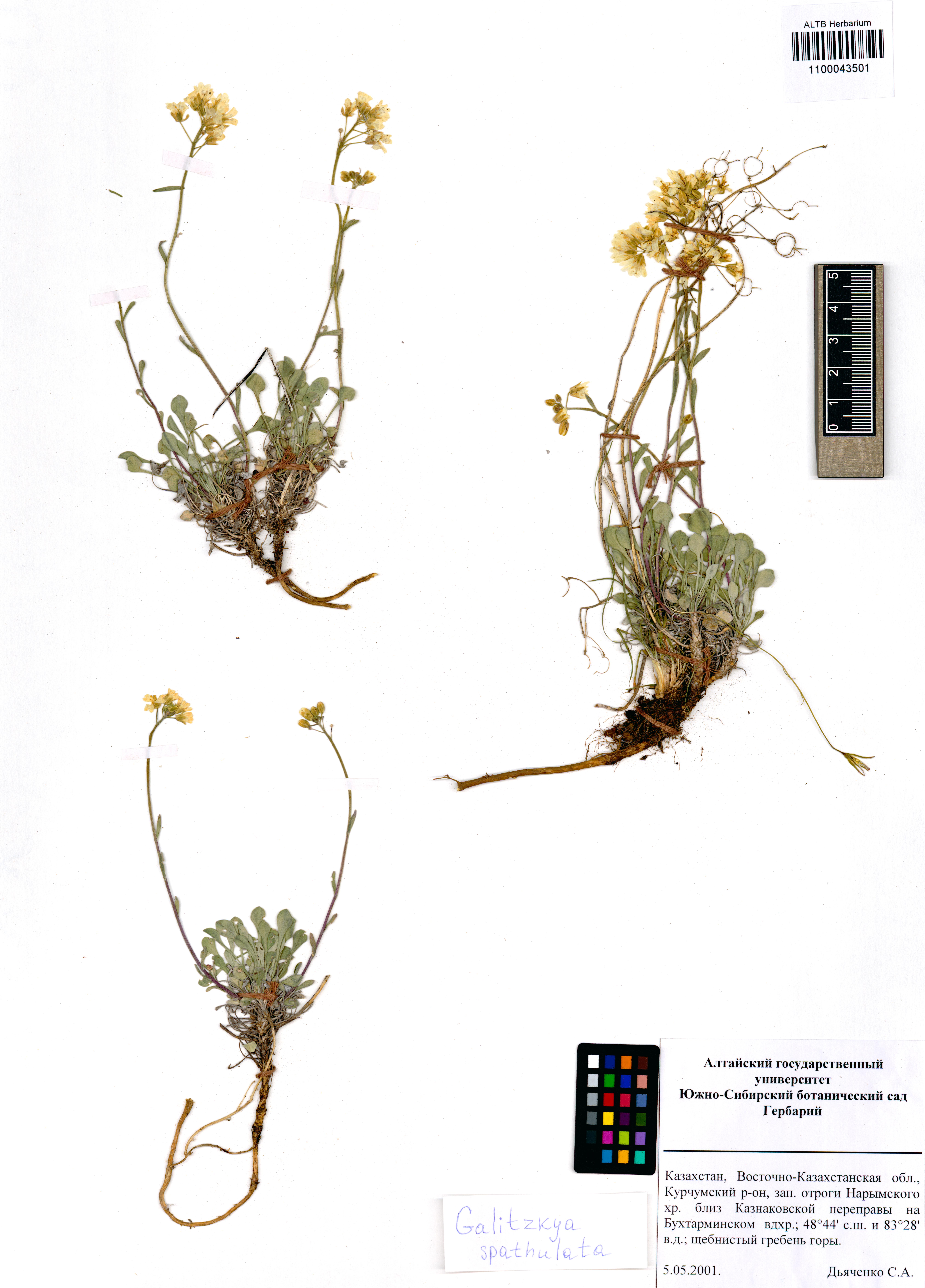 Galitzkya spathulata (Steph. ex Willd.) V.V.Botschantz.