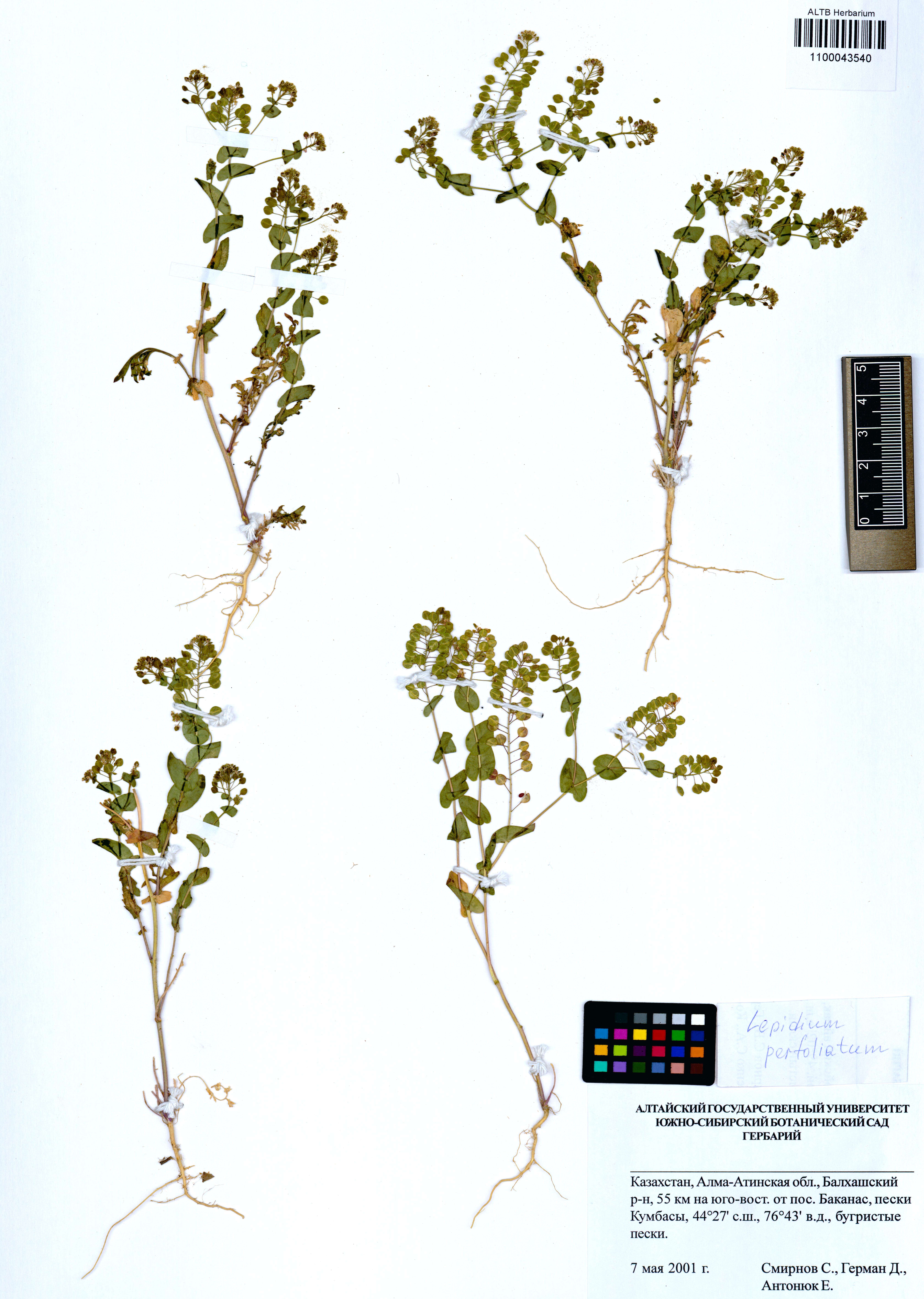 Lepidium perfoliatum L.