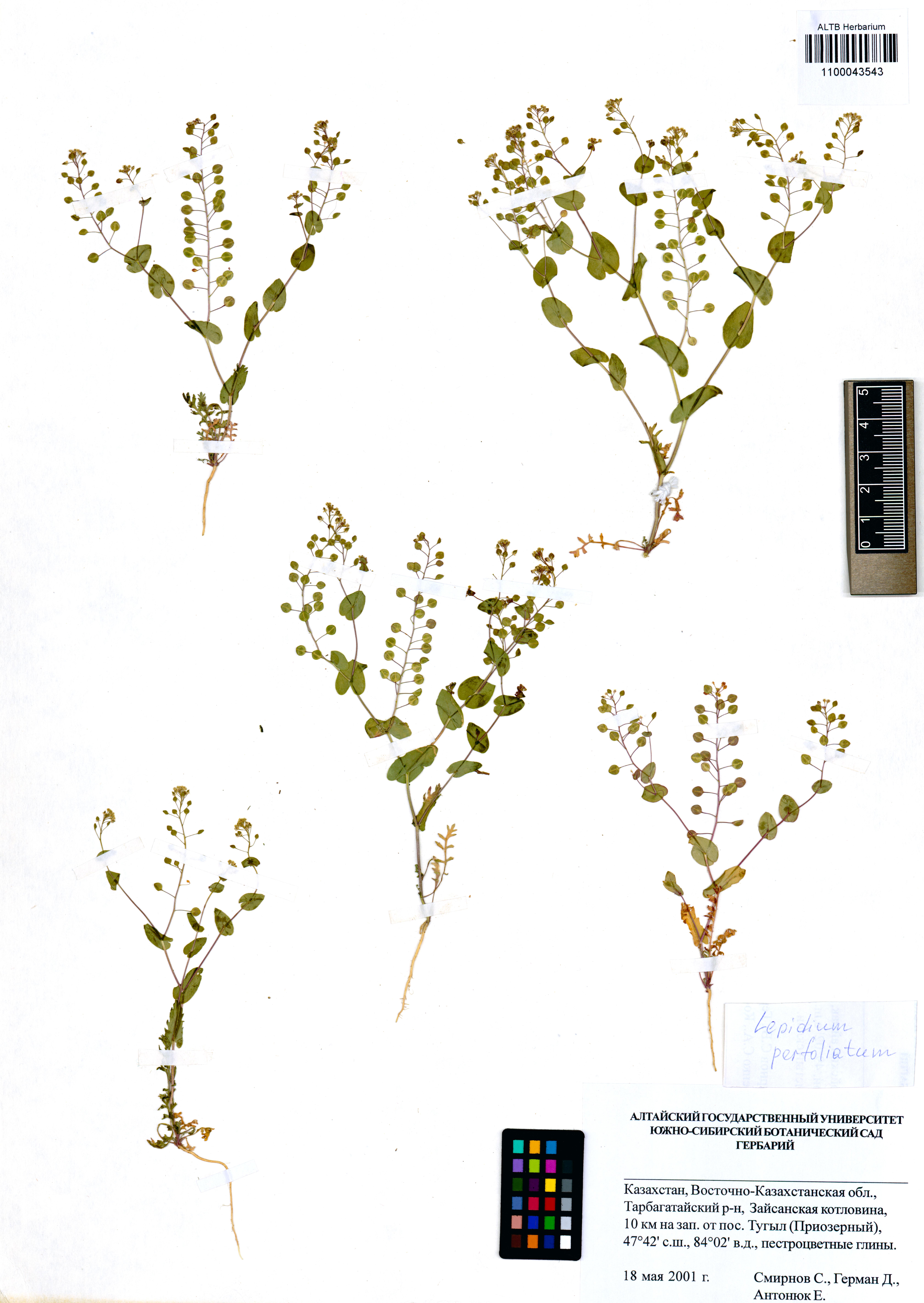 Lepidium perfoliatum L.