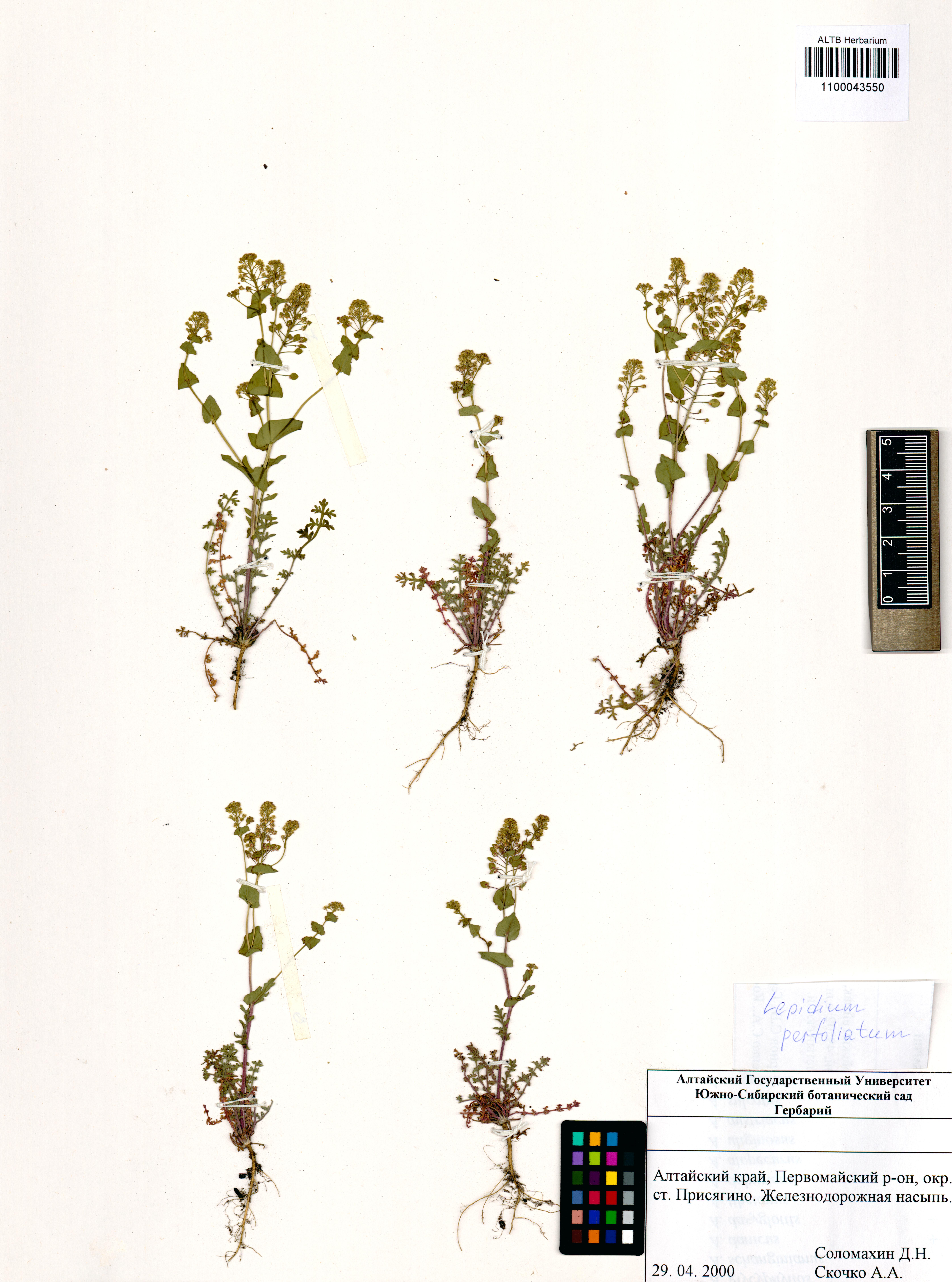 Lepidium perfoliatum L.