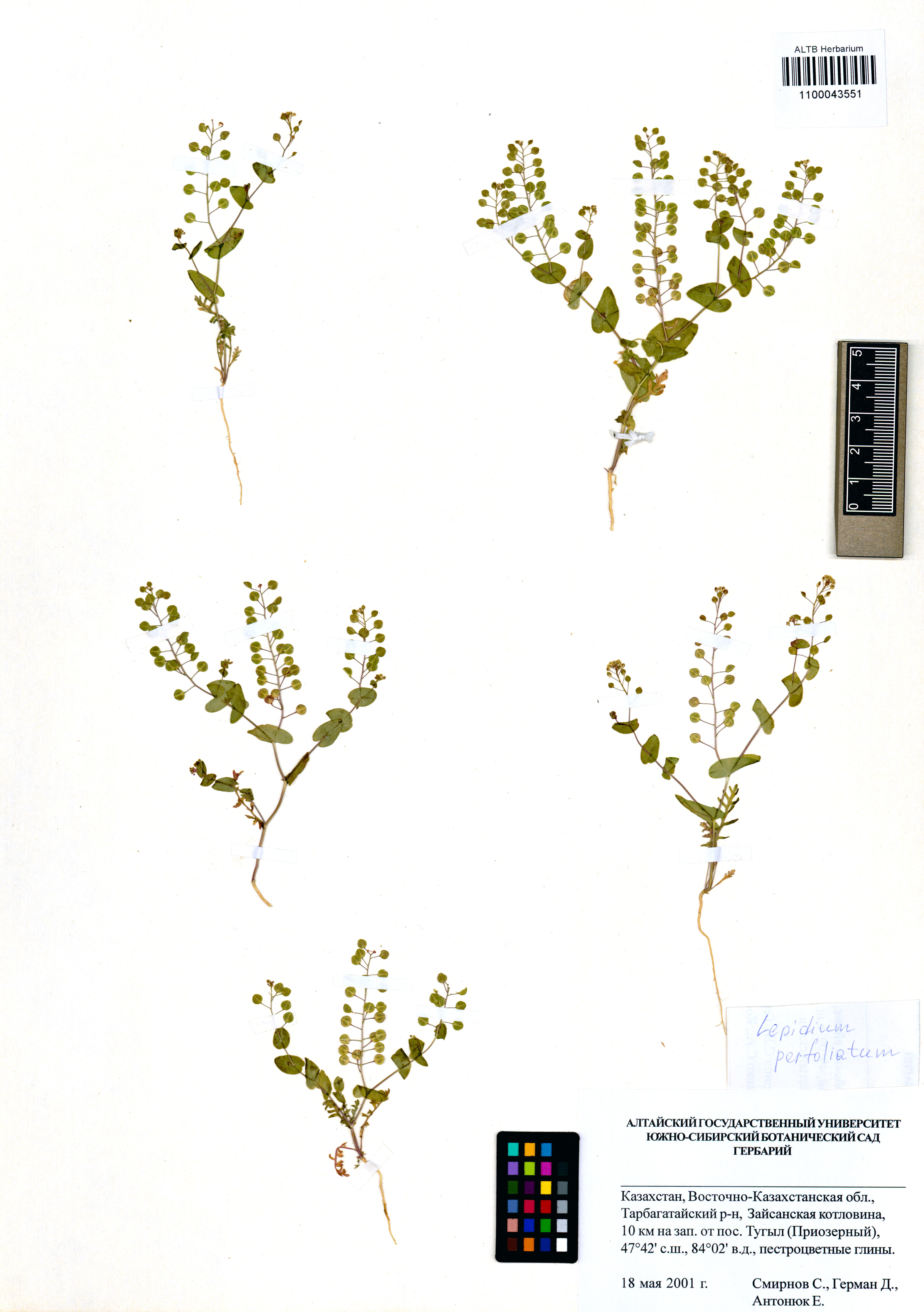 Lepidium perfoliatum L.