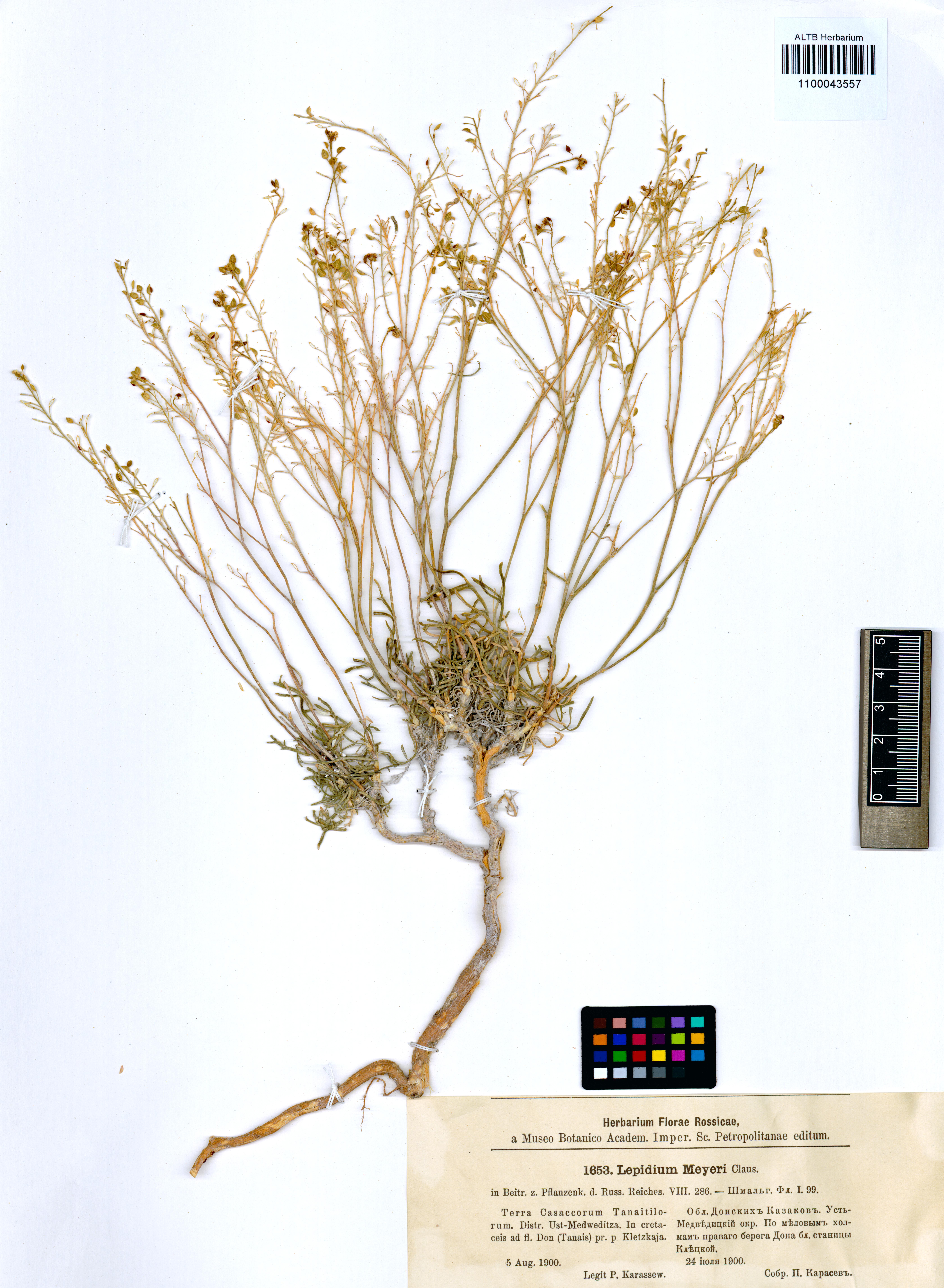 Lepidium meyeri Claus