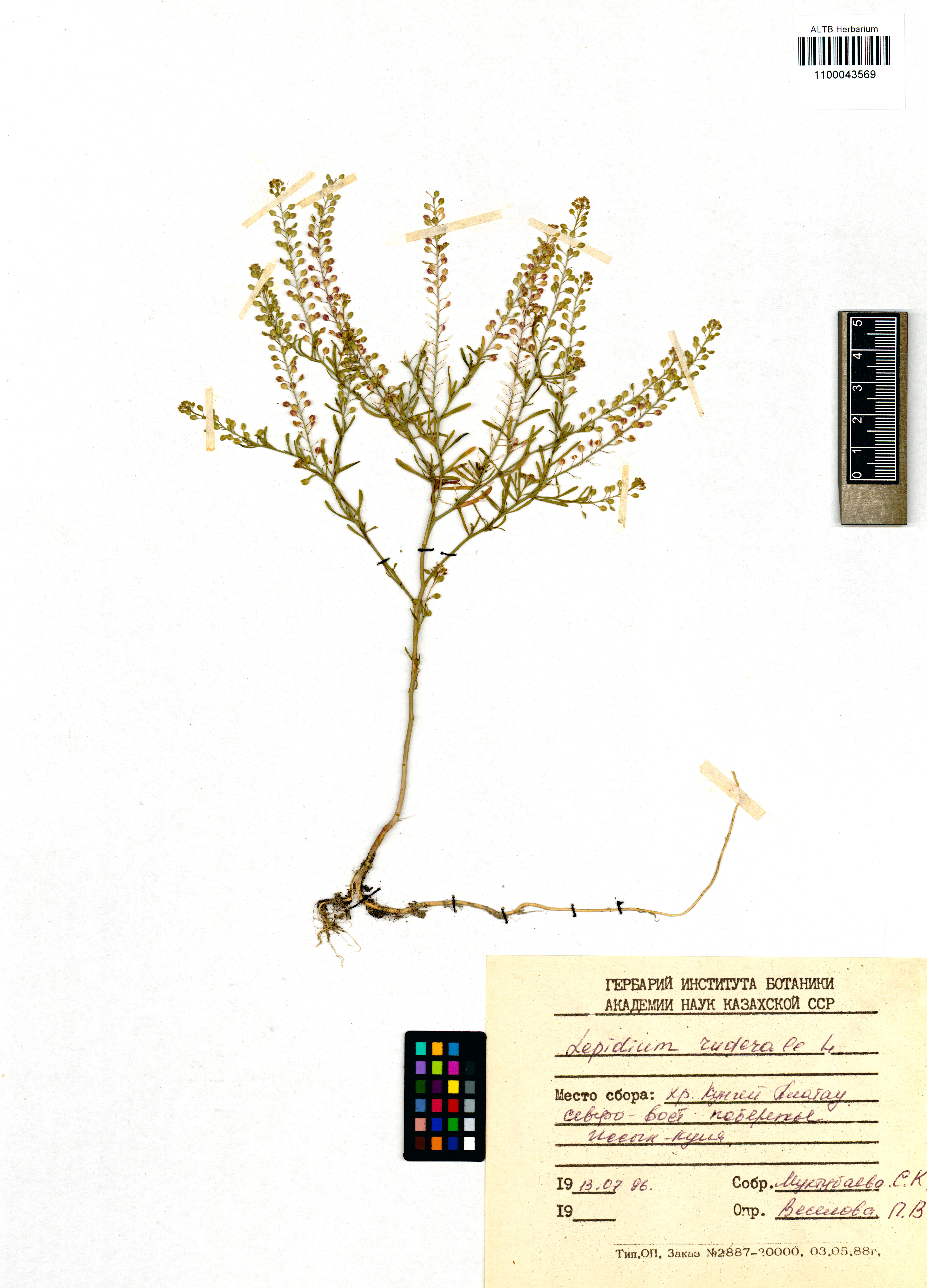 Lepidium ruderale L.
