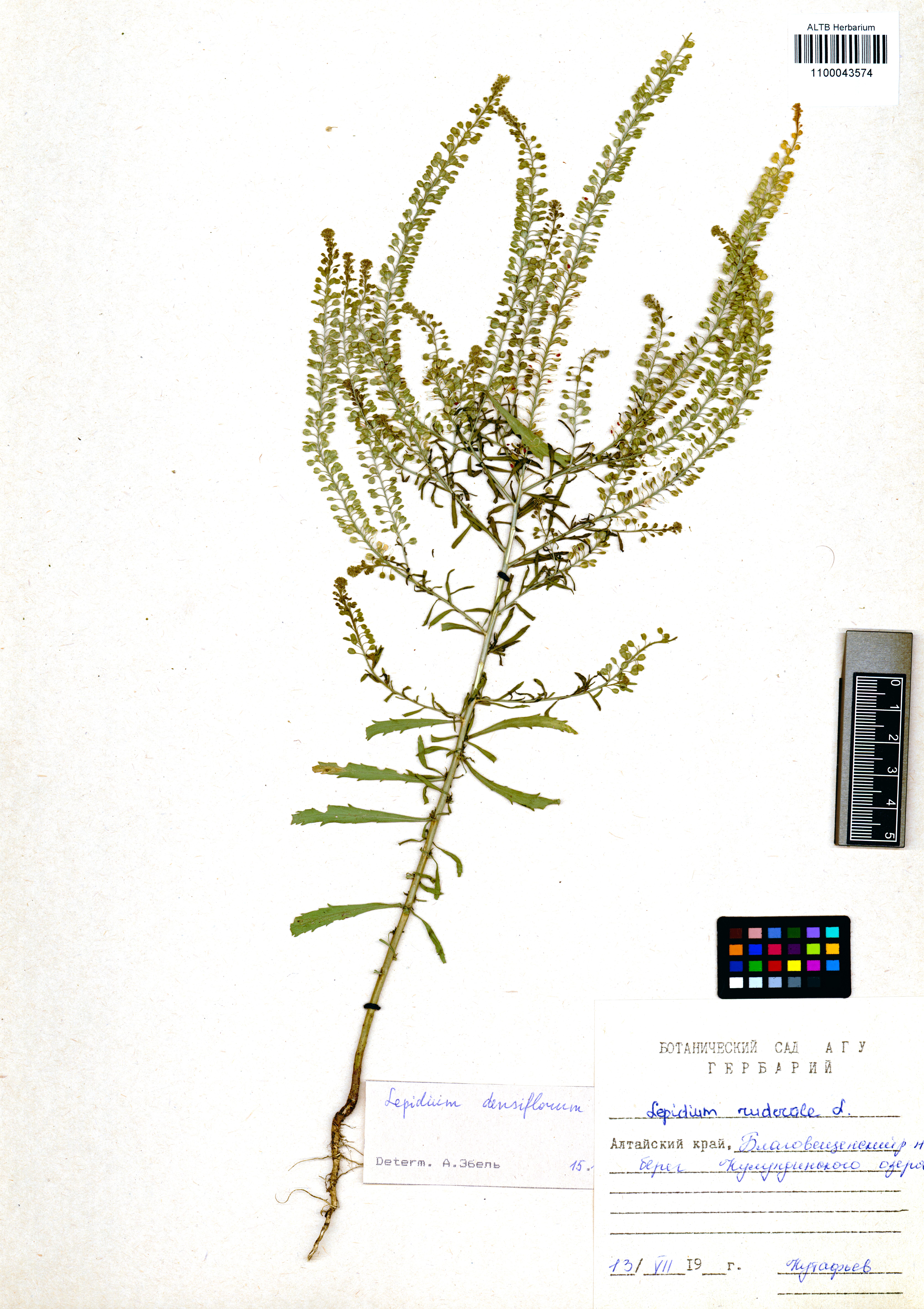 Lepidium densiflorum Schrad.