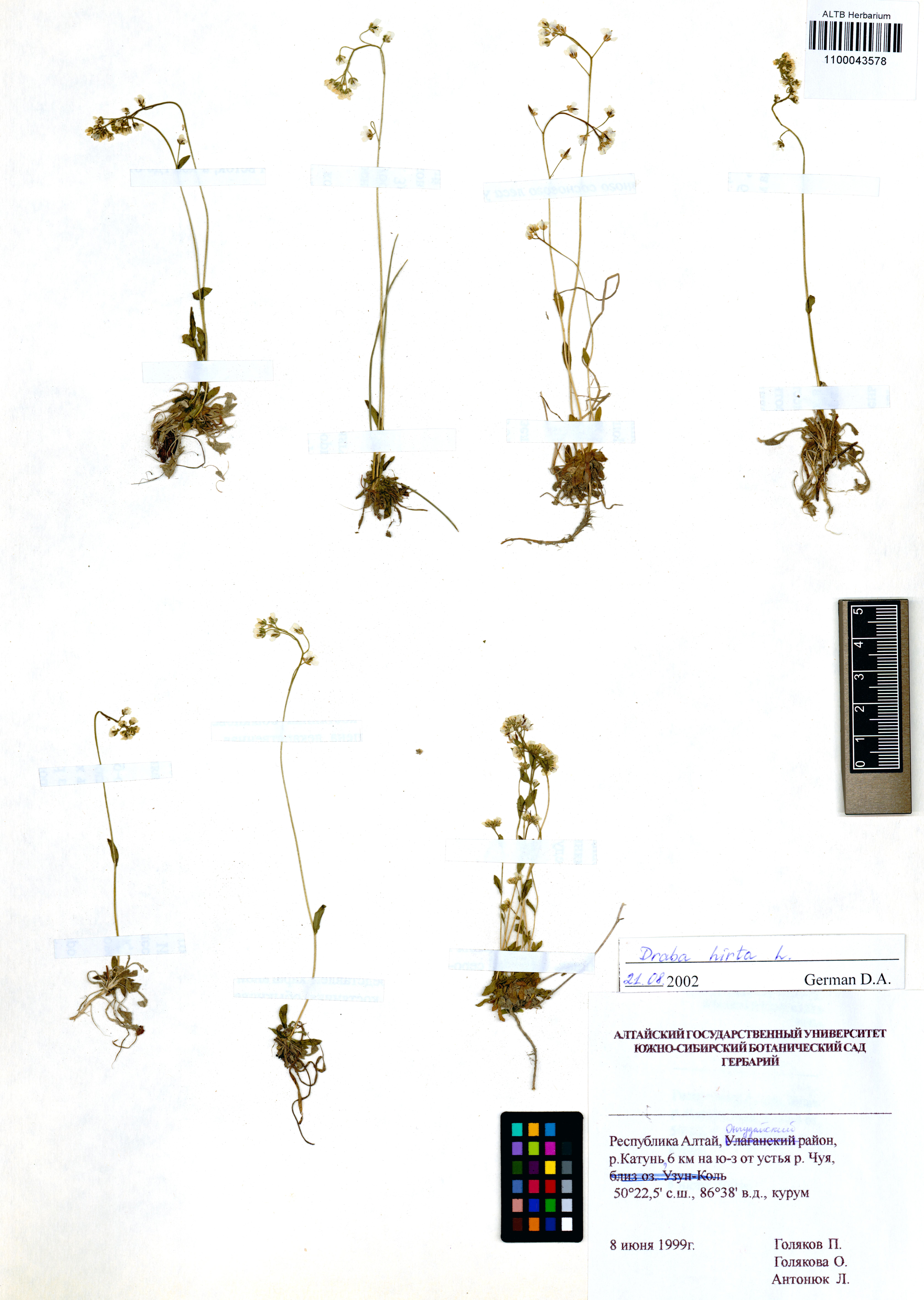 Draba hirta L.