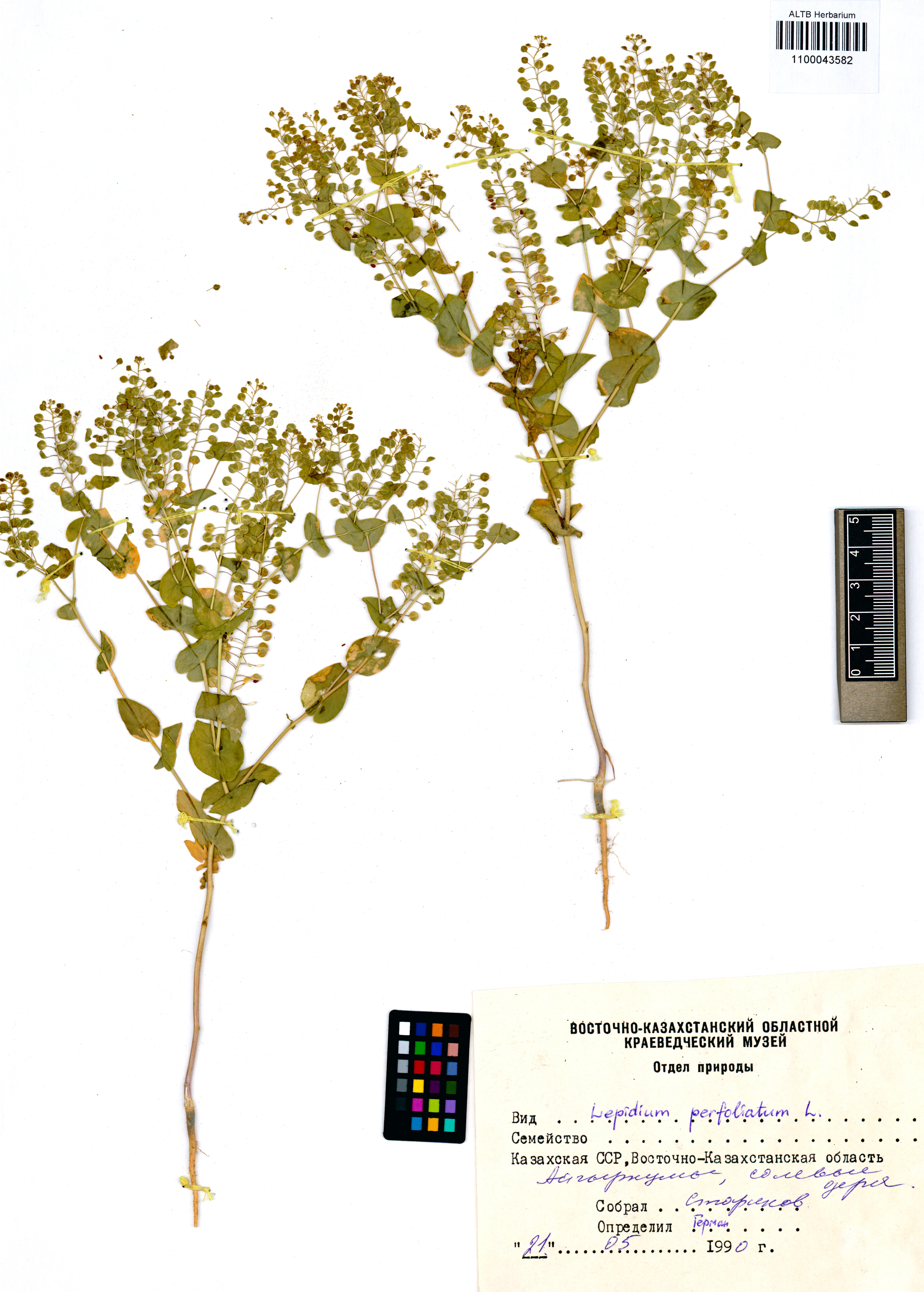 Lepidium perfoliatum L.