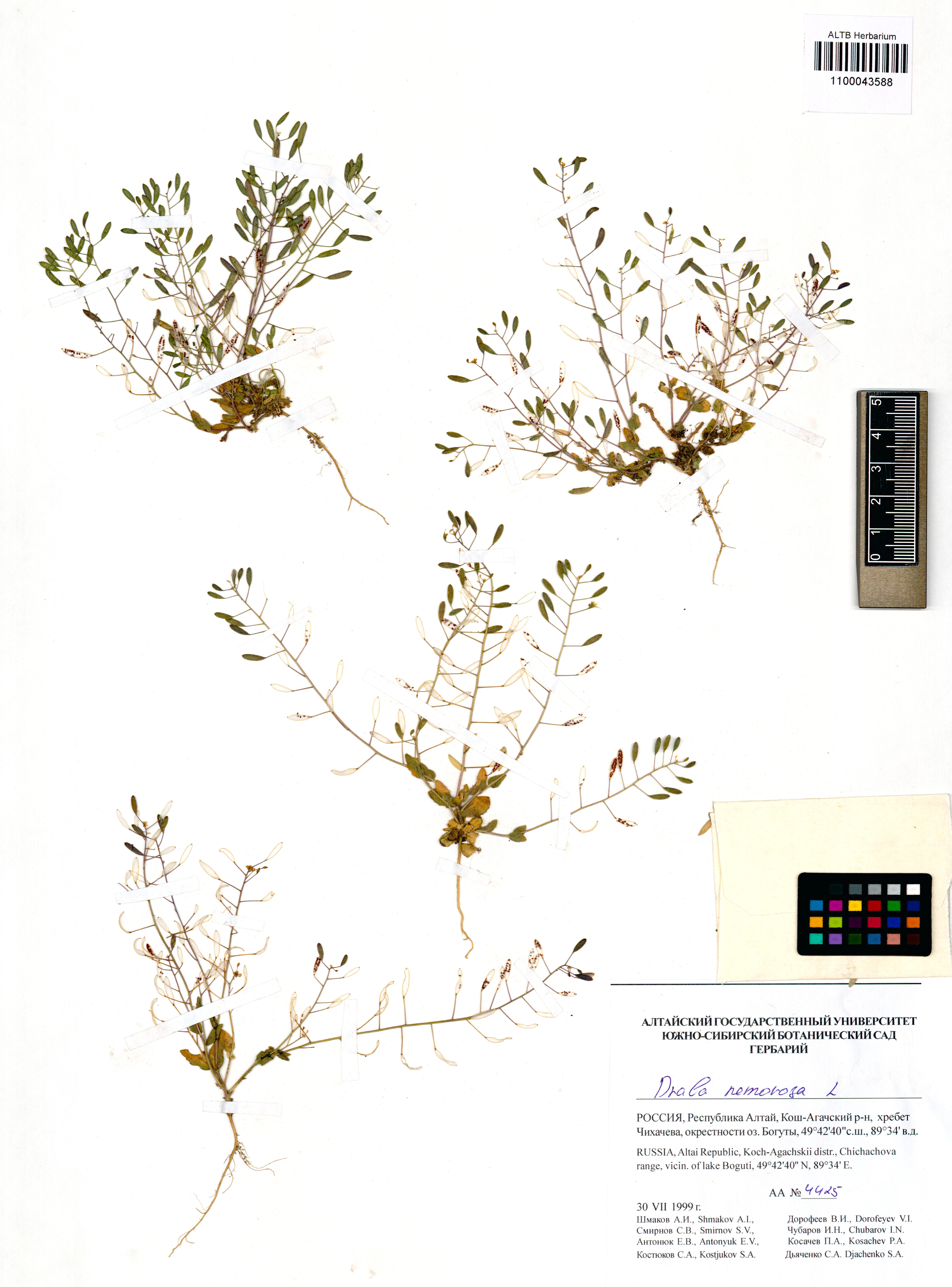 Draba nemorosa L.