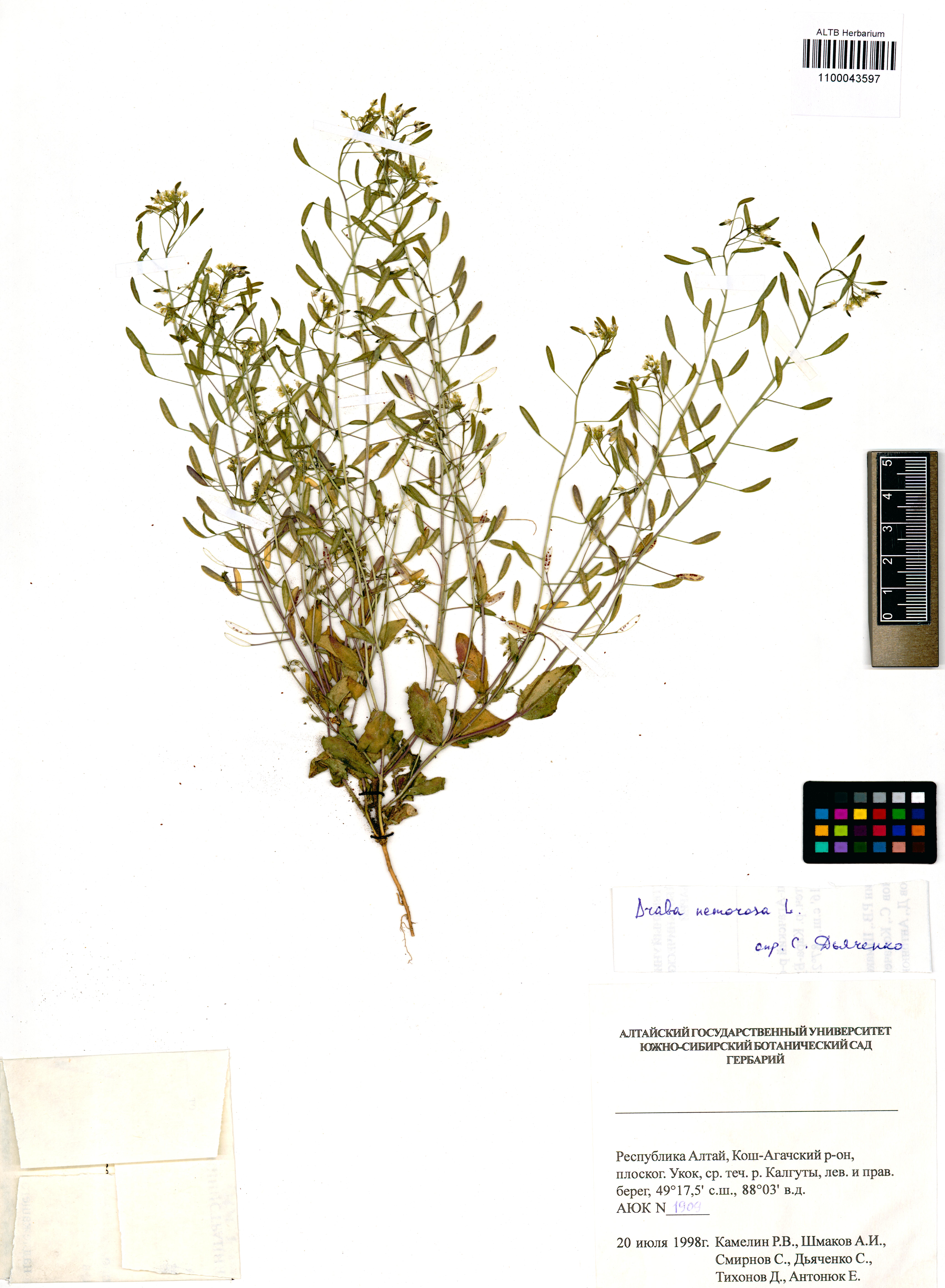 Draba nemorosa L.
