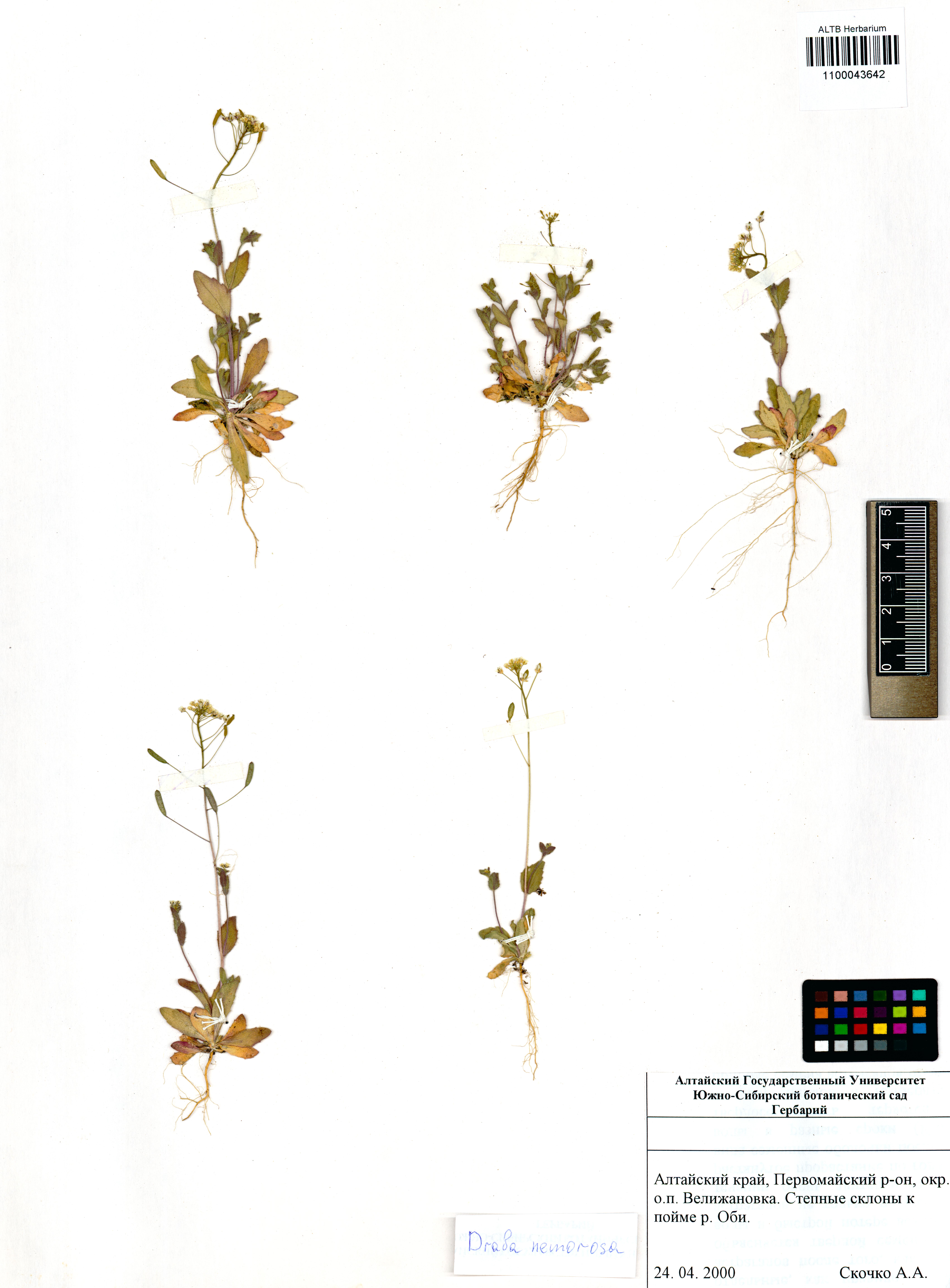 Draba nemorosa L.