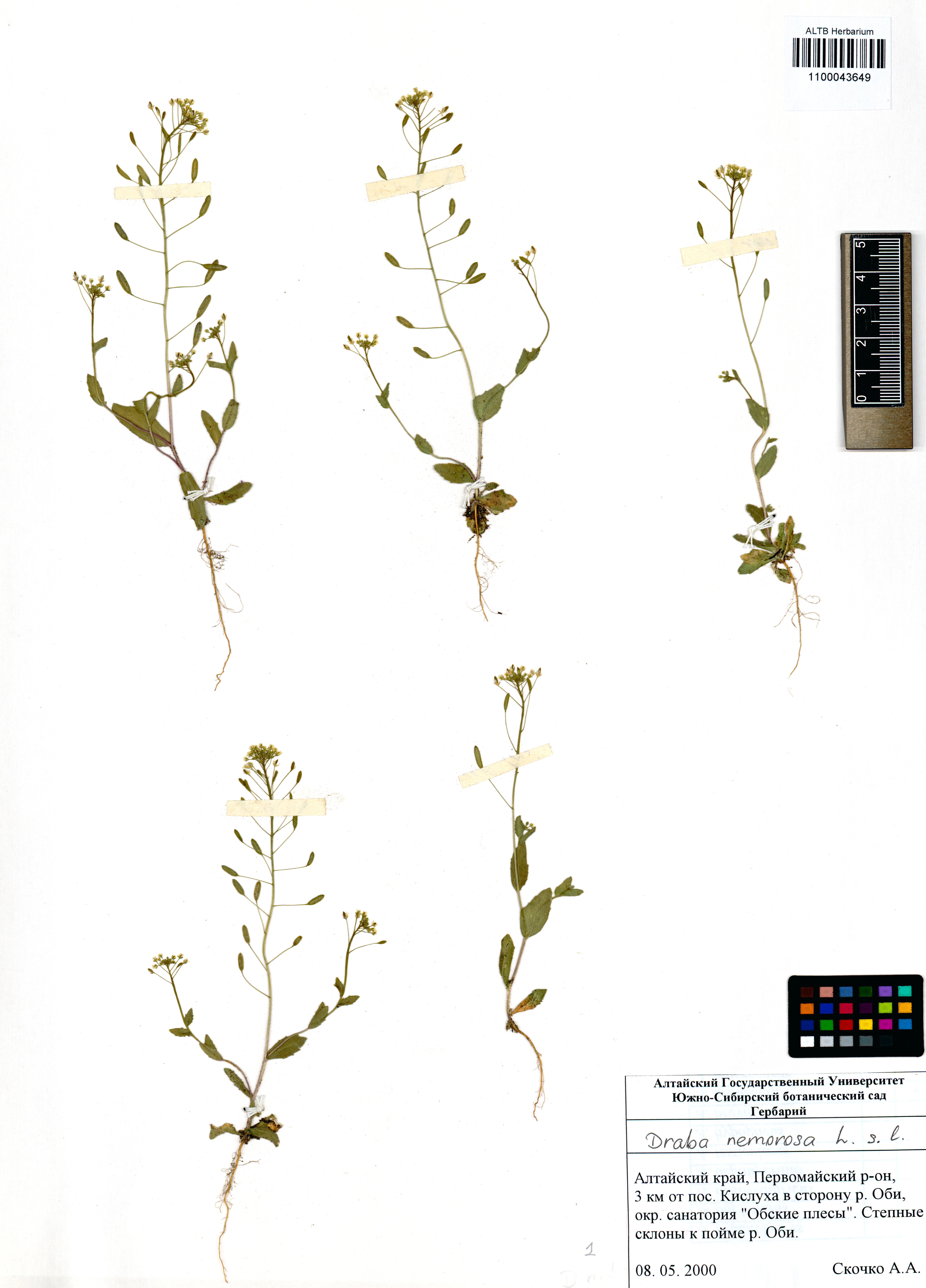 Draba nemorosa L.