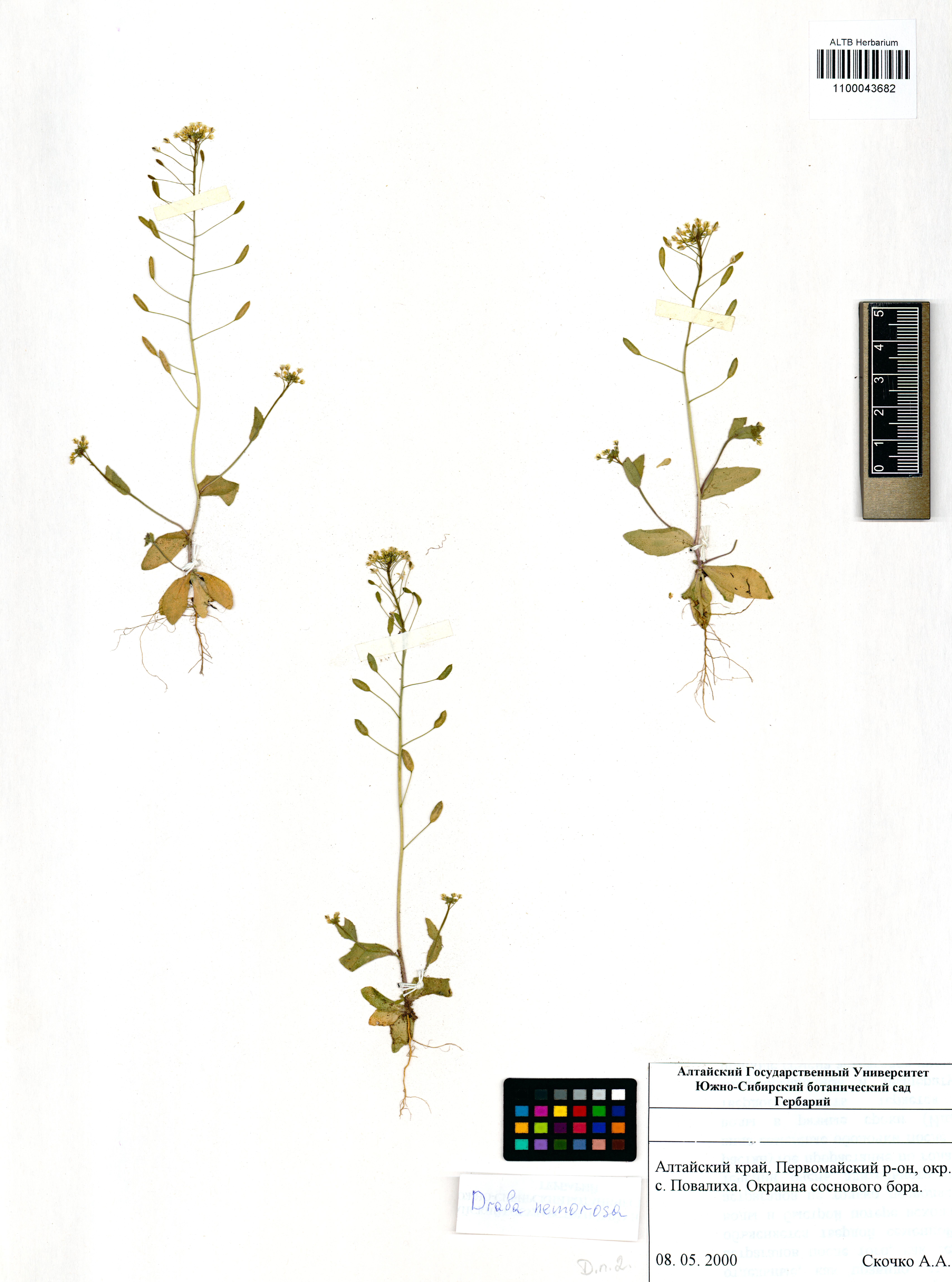 Draba nemorosa L.