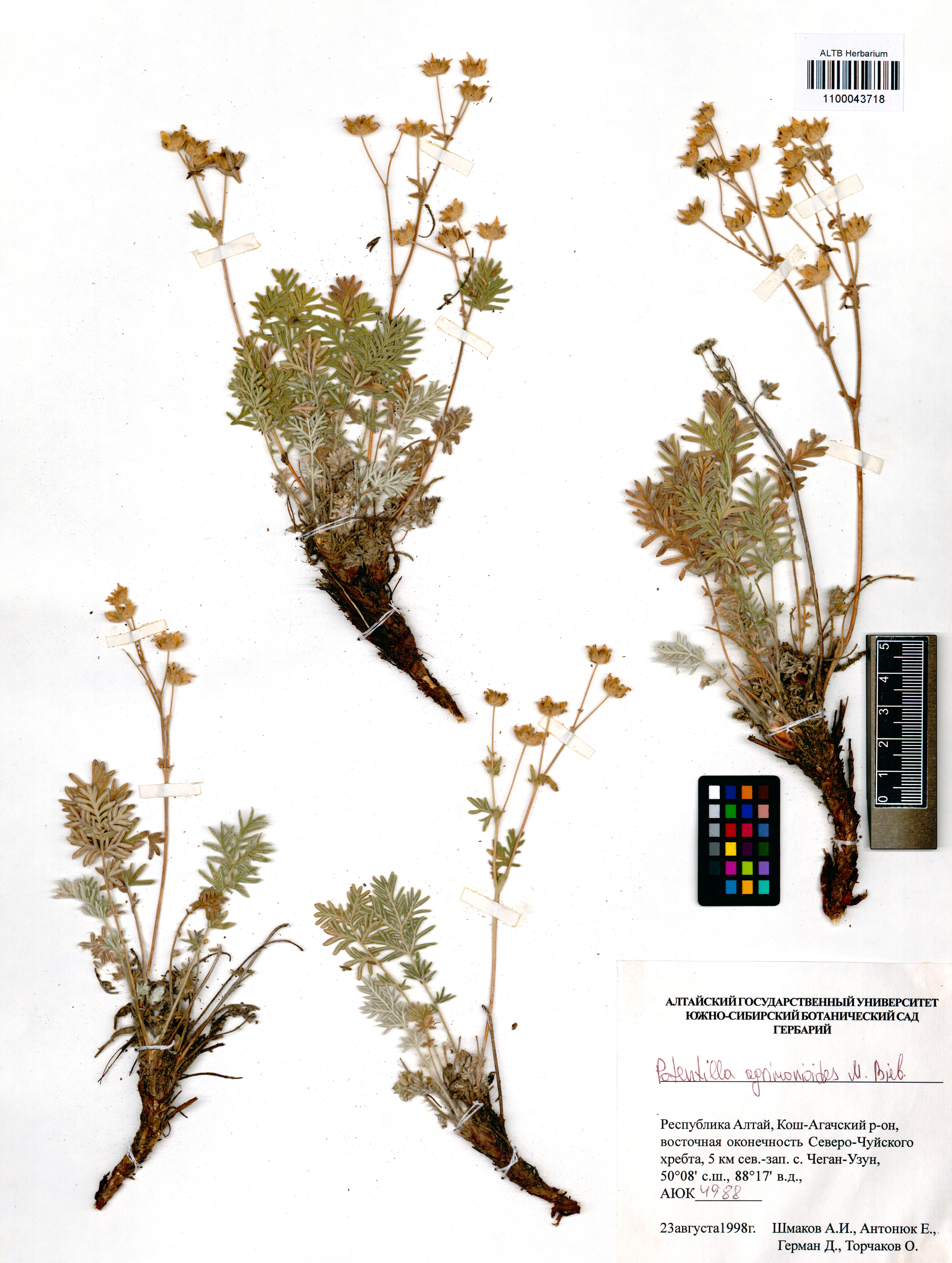 Potentilla agrimonioides M.Bieb.