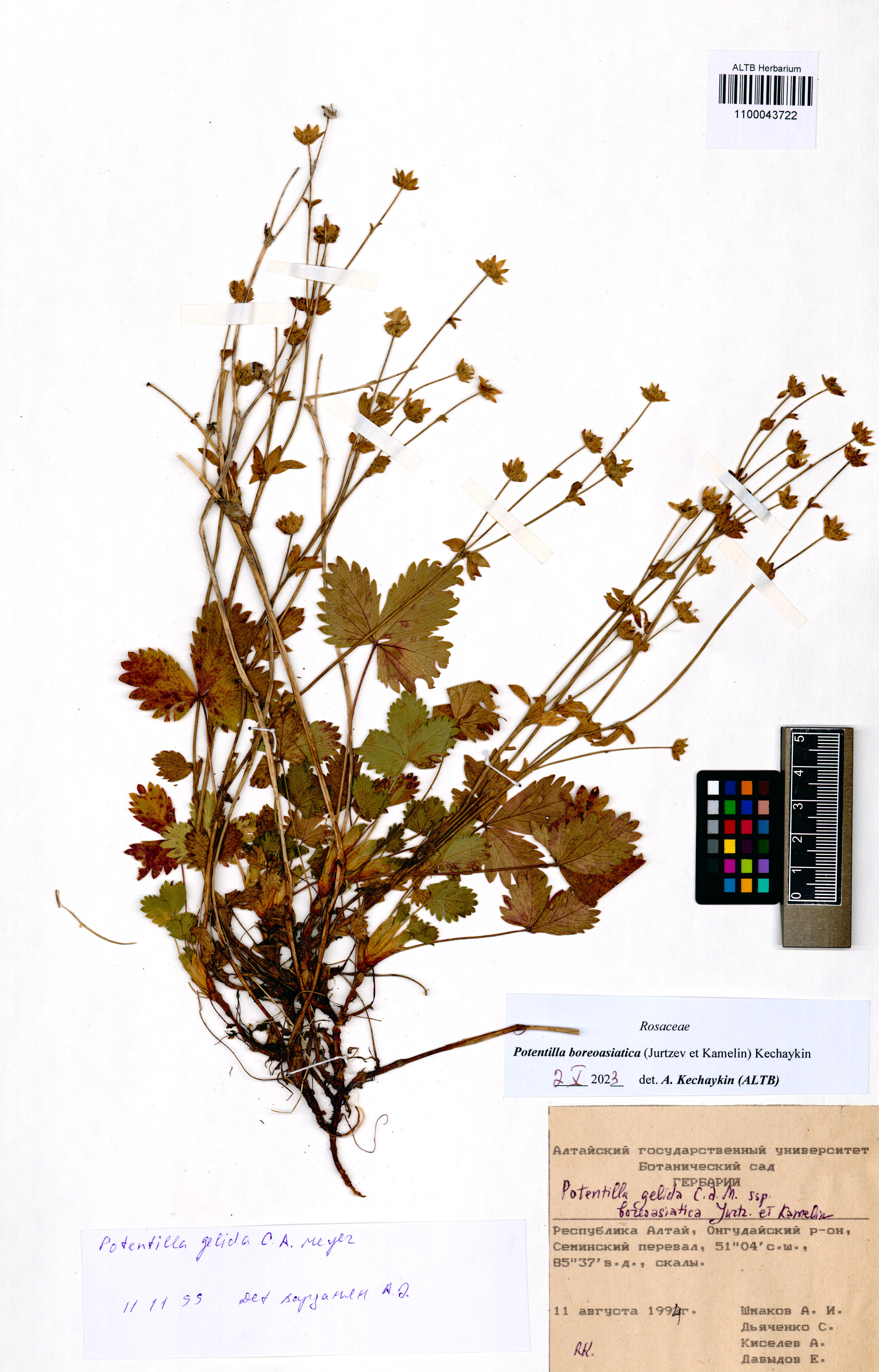 Potentilla boreoasiatica (Jurtzev et Kamelin) Kechaykin