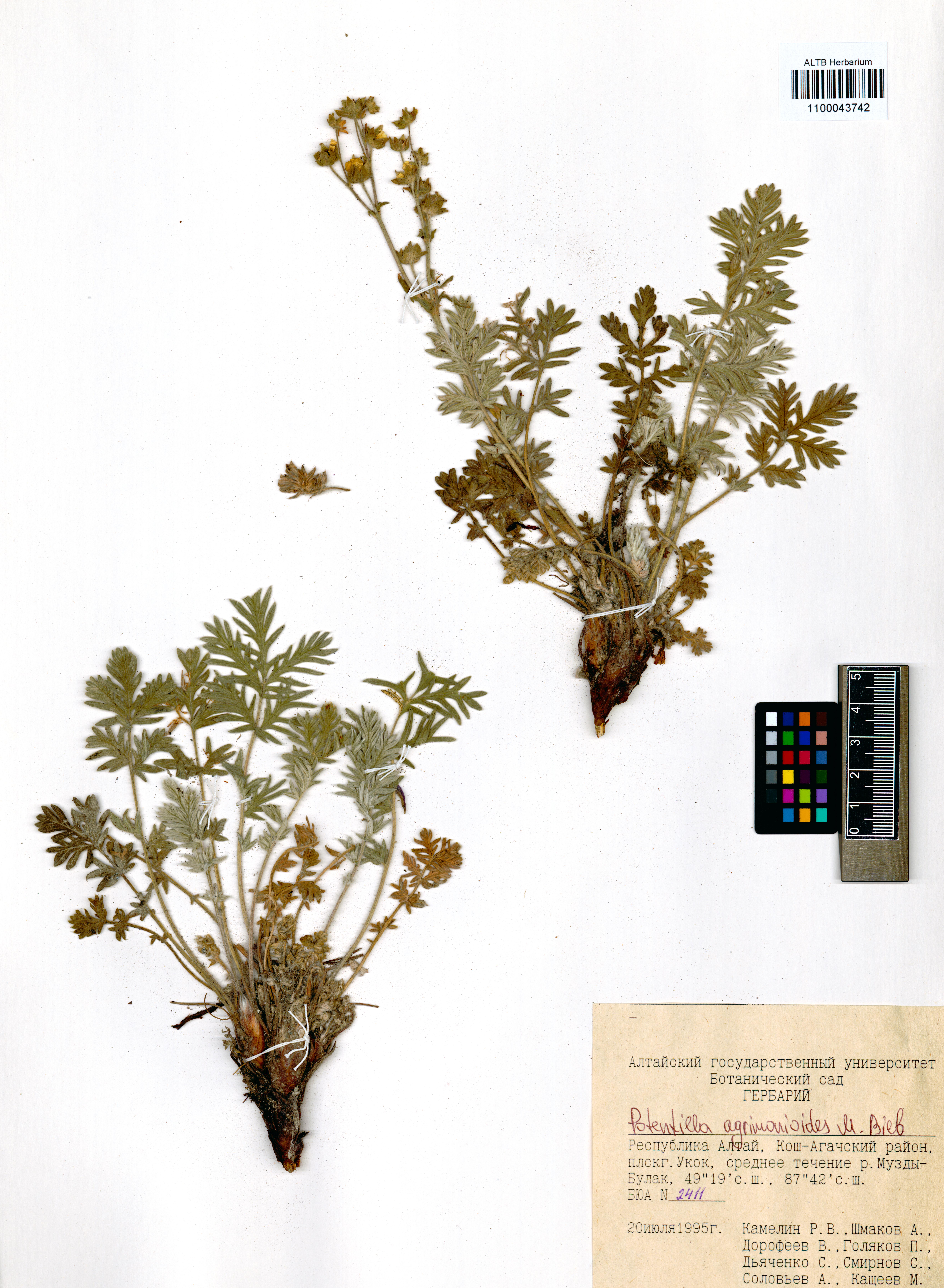 Potentilla agrimonioides M.Bieb.